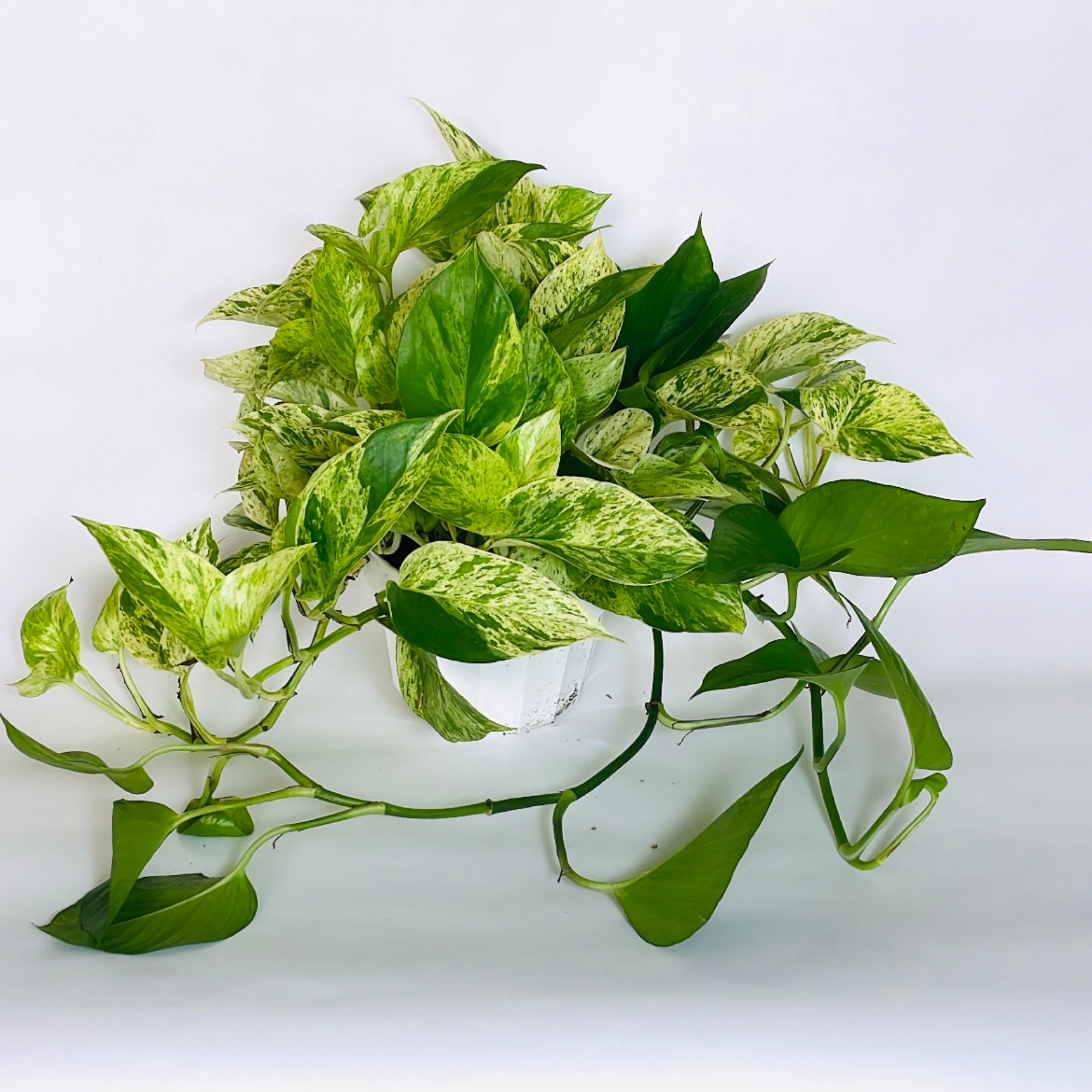 Pothos 'Marble Queen' | ‘Snow Queen’