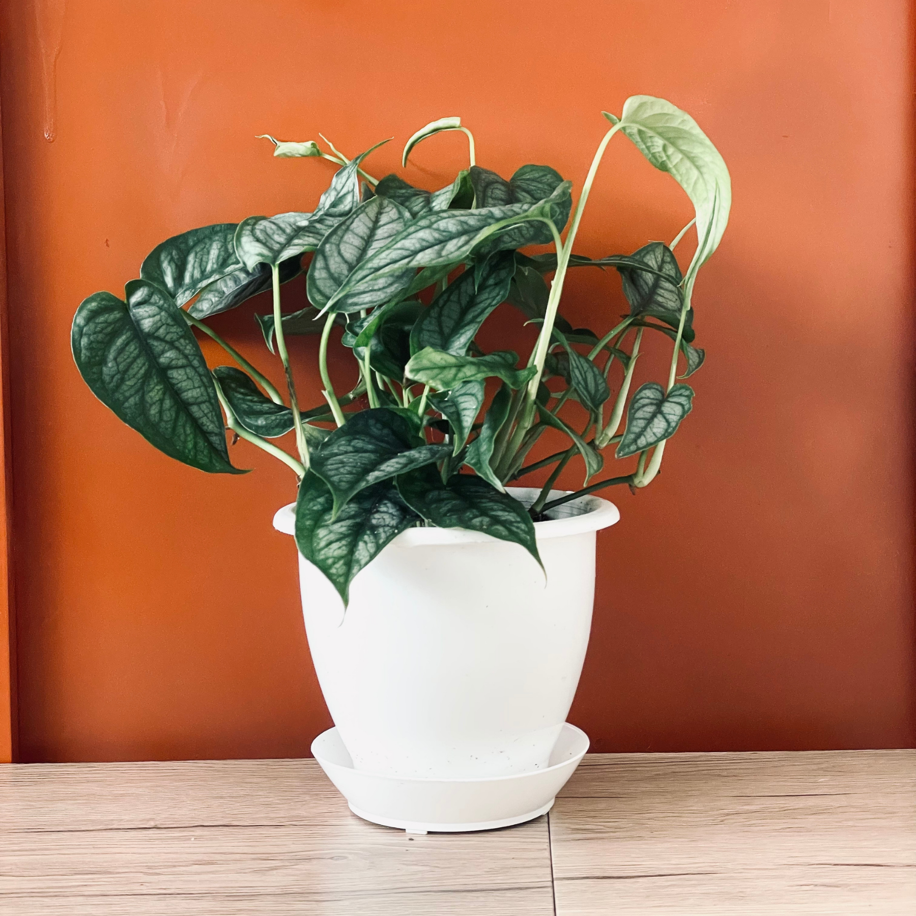 Monstera Siltepecana