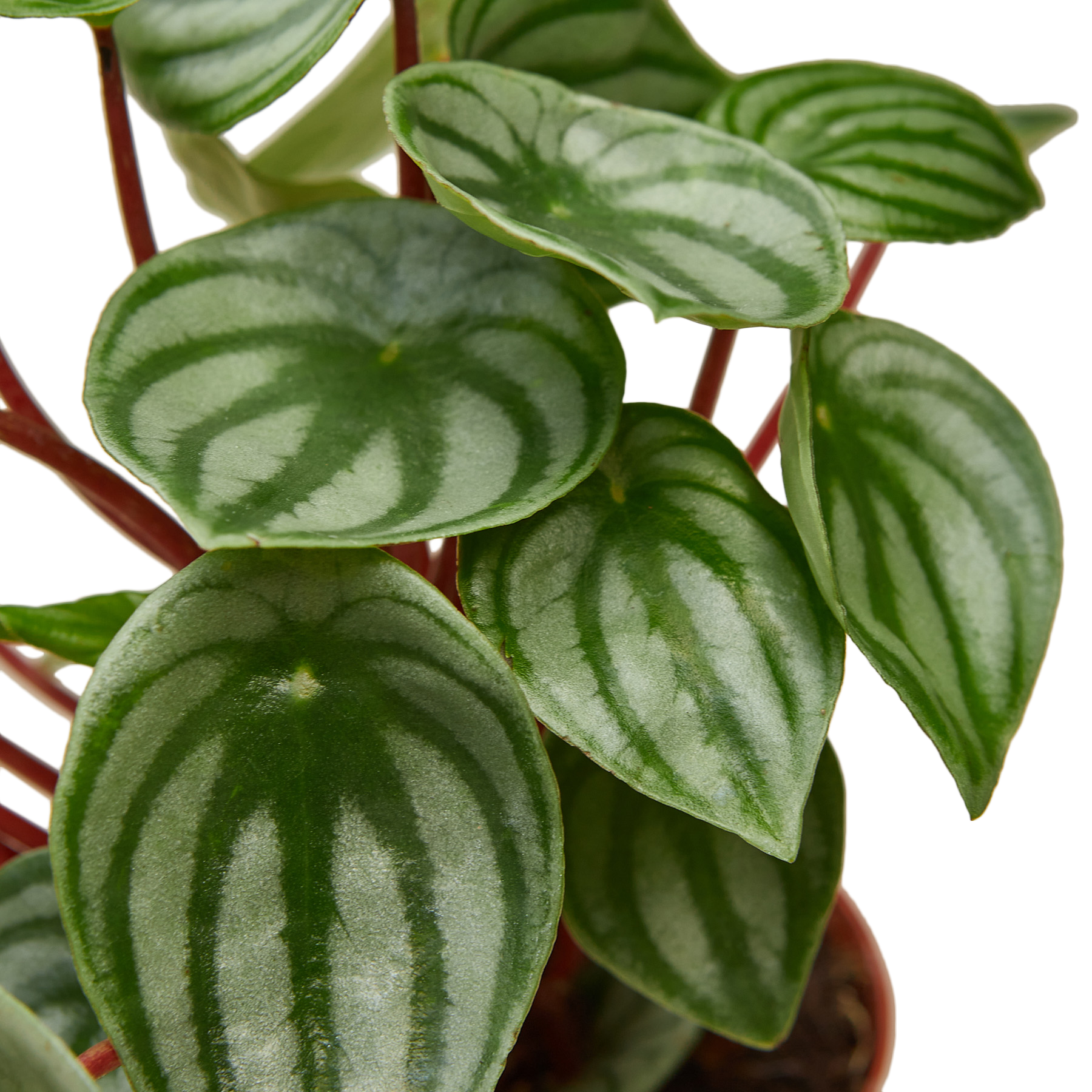 Peperomia 'Watermelon'