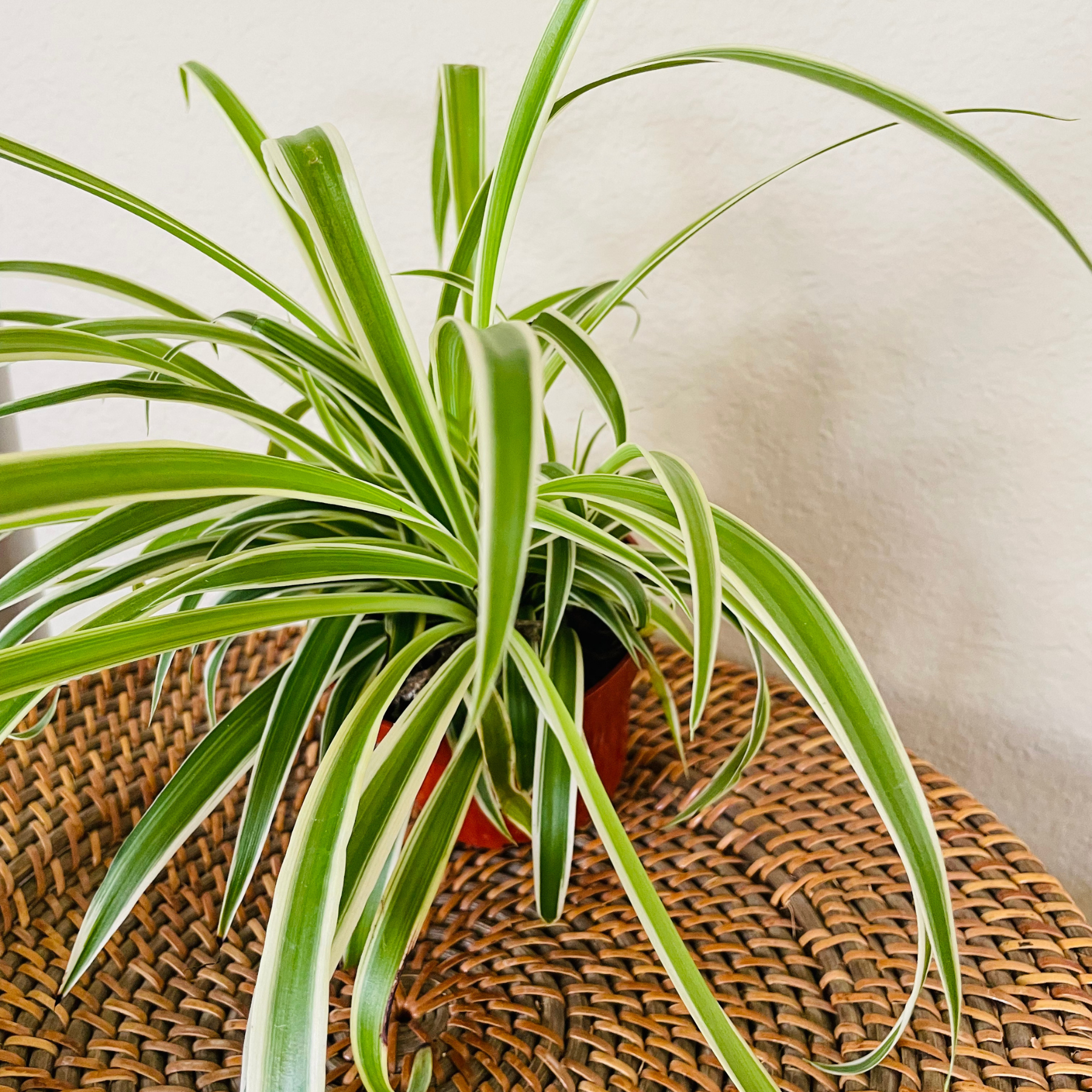 spider reverse plant Chlorophytum 'Reverse Spider Plant'