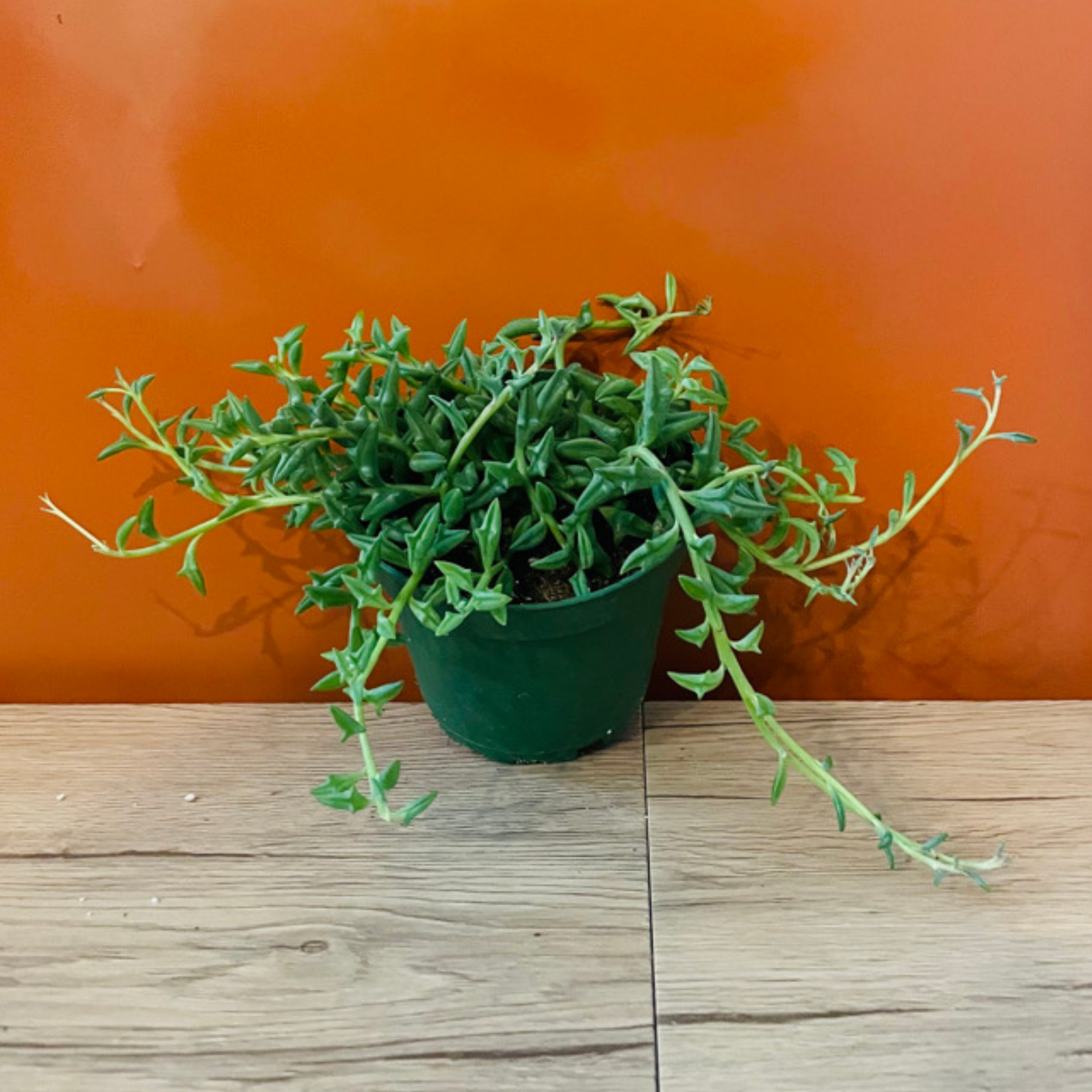 String Of Dolphins