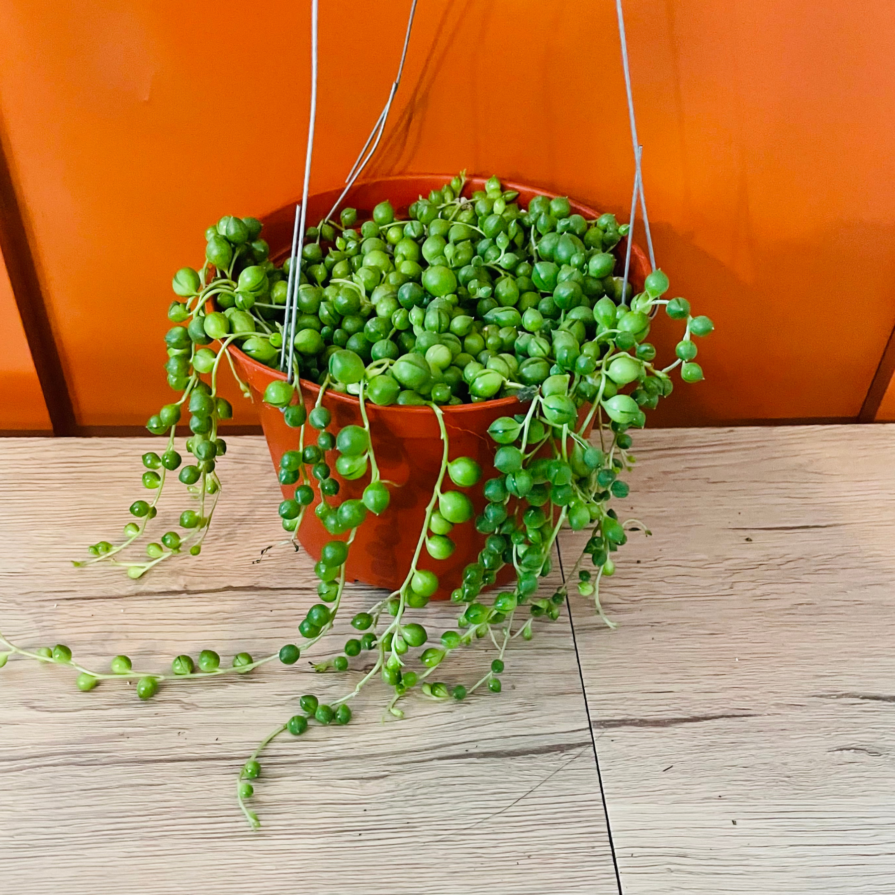 String Of Pearls