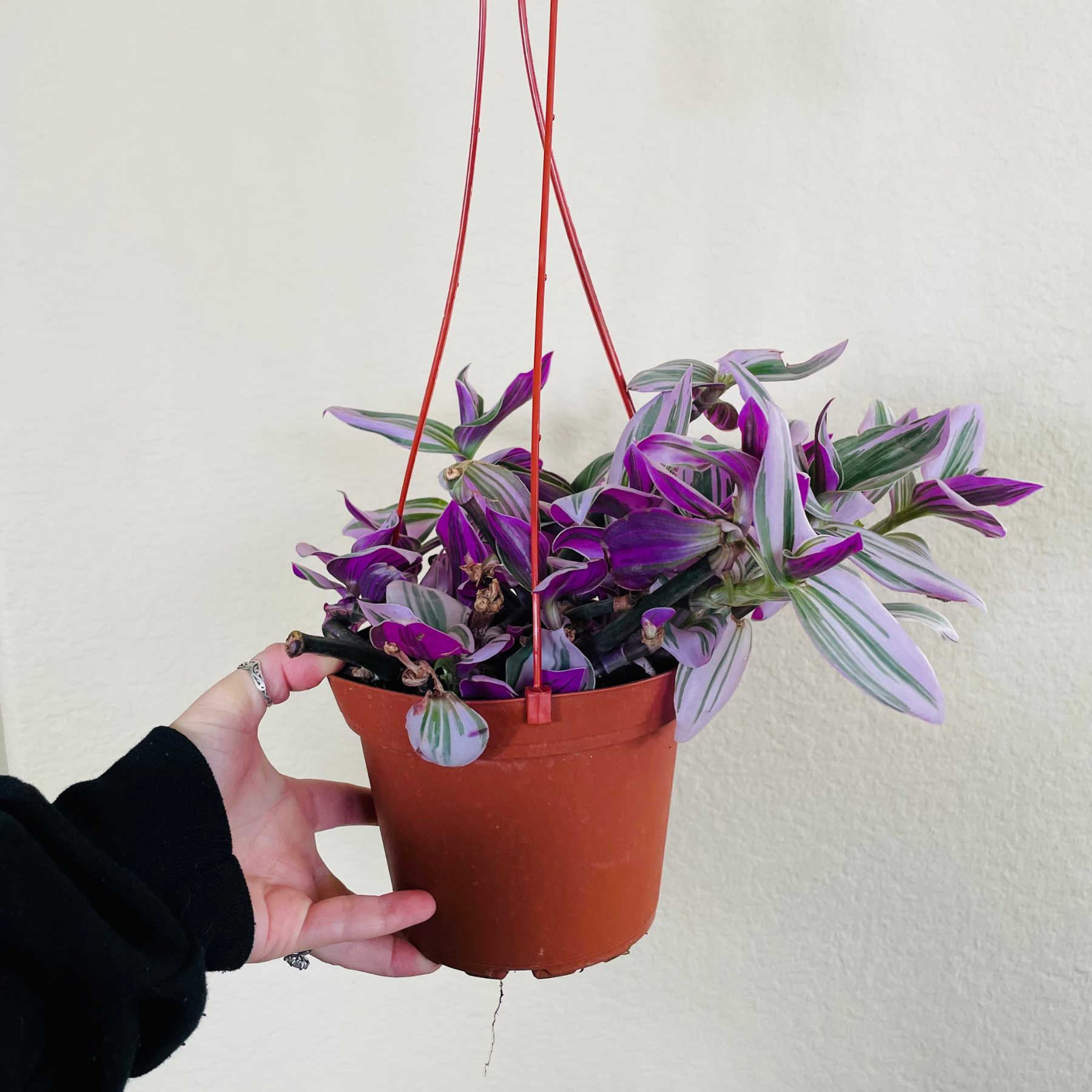Tradescantia Nanouk