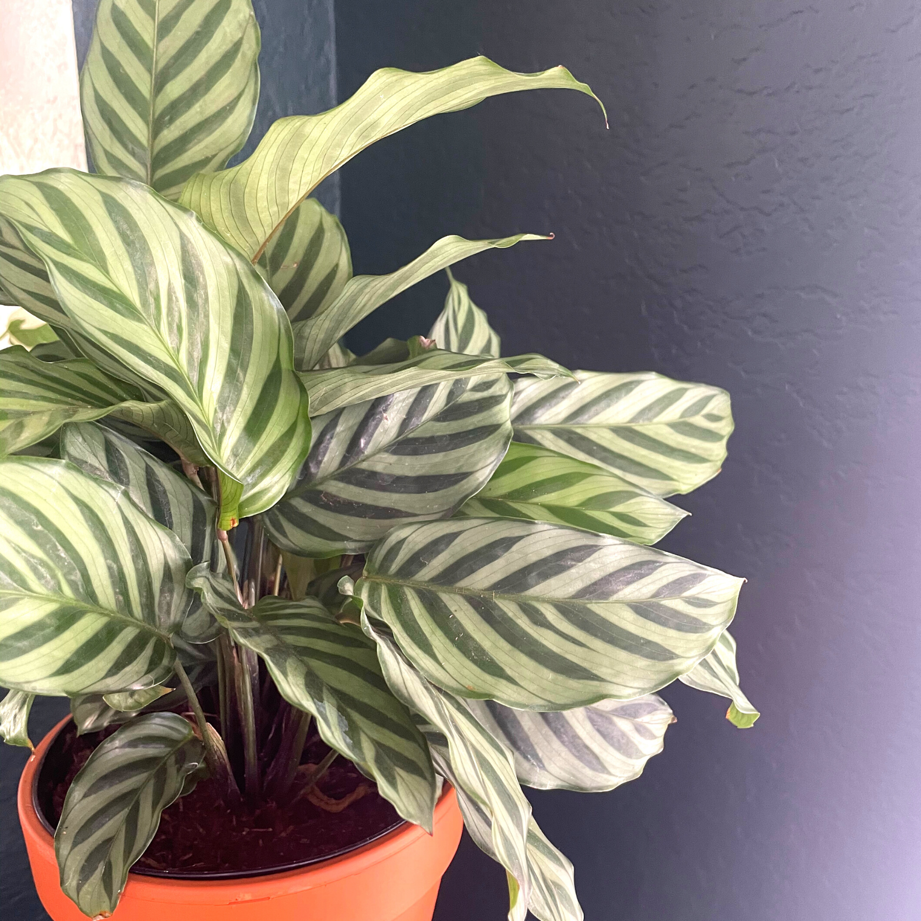 Calathea Concinna 'Freddie'