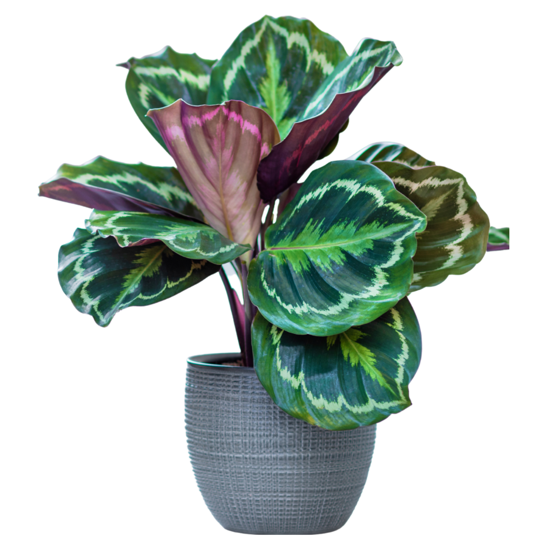 Calathea Roseopicta 'Medallion'