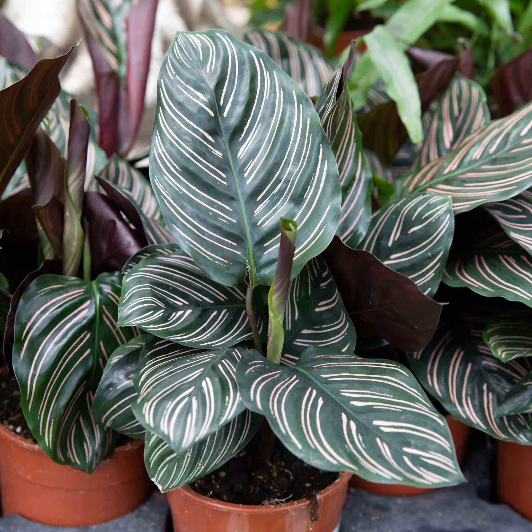 Calathea 'Ornata'