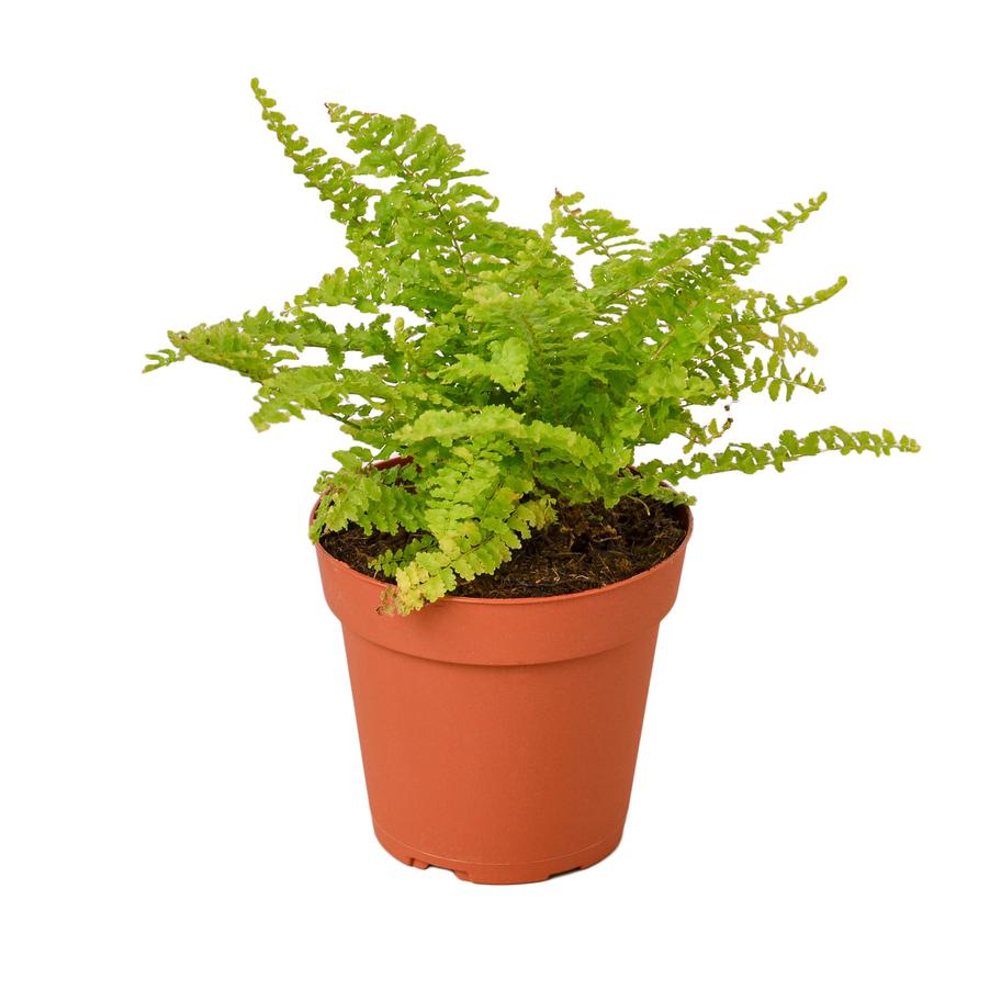 Fern 'Cotton Candy'