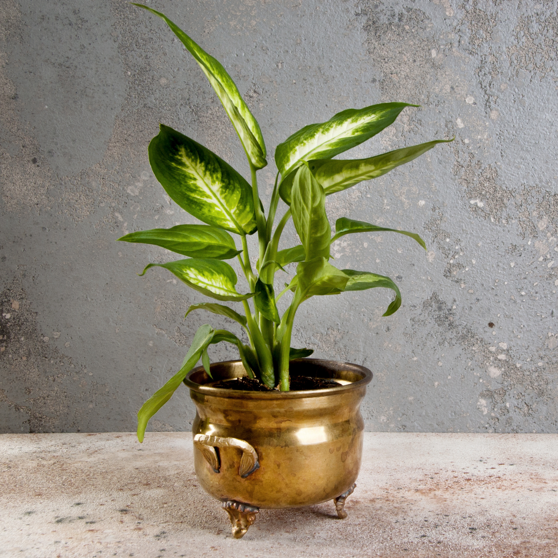 Mystery 4" House Plant