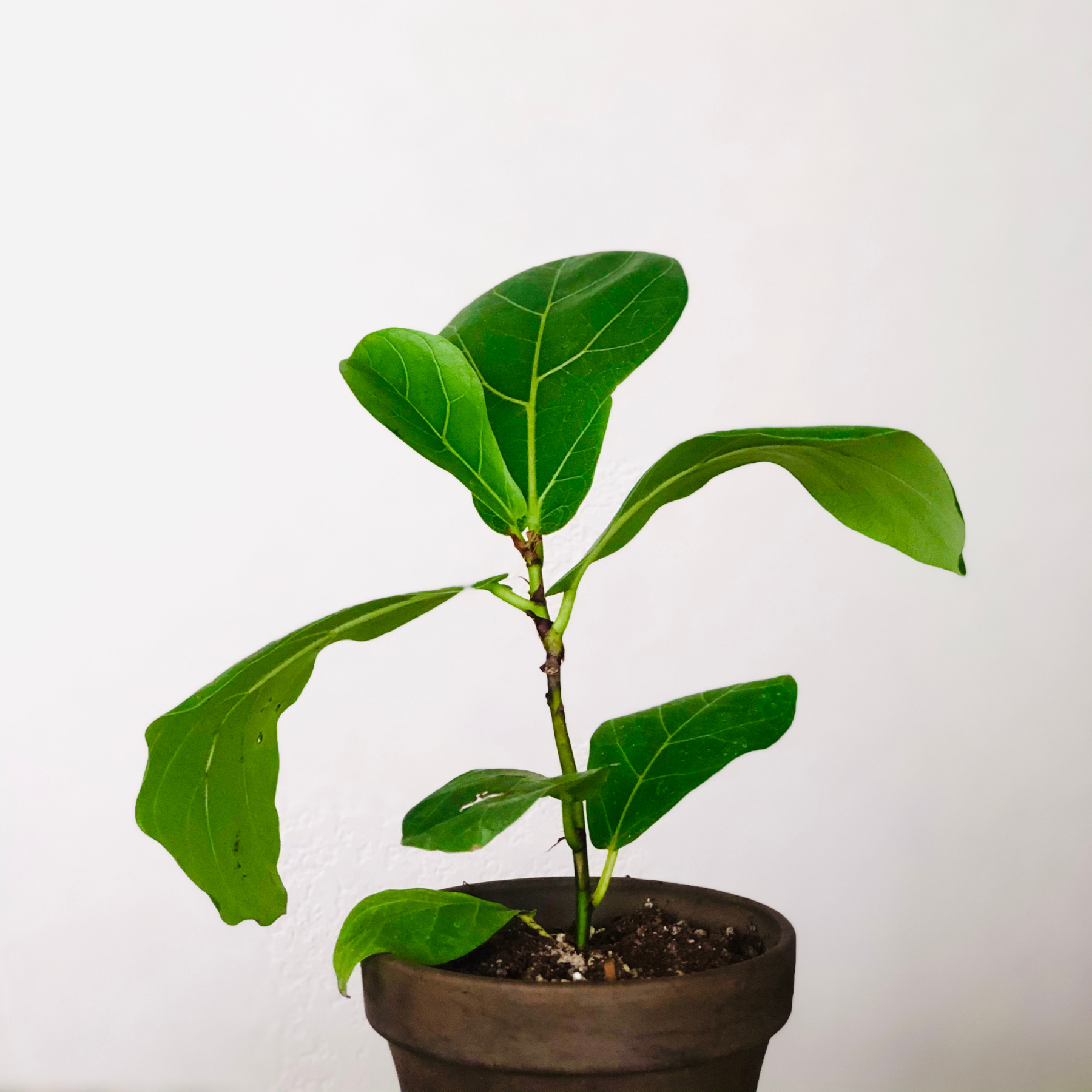 Mystery 4" House Plant