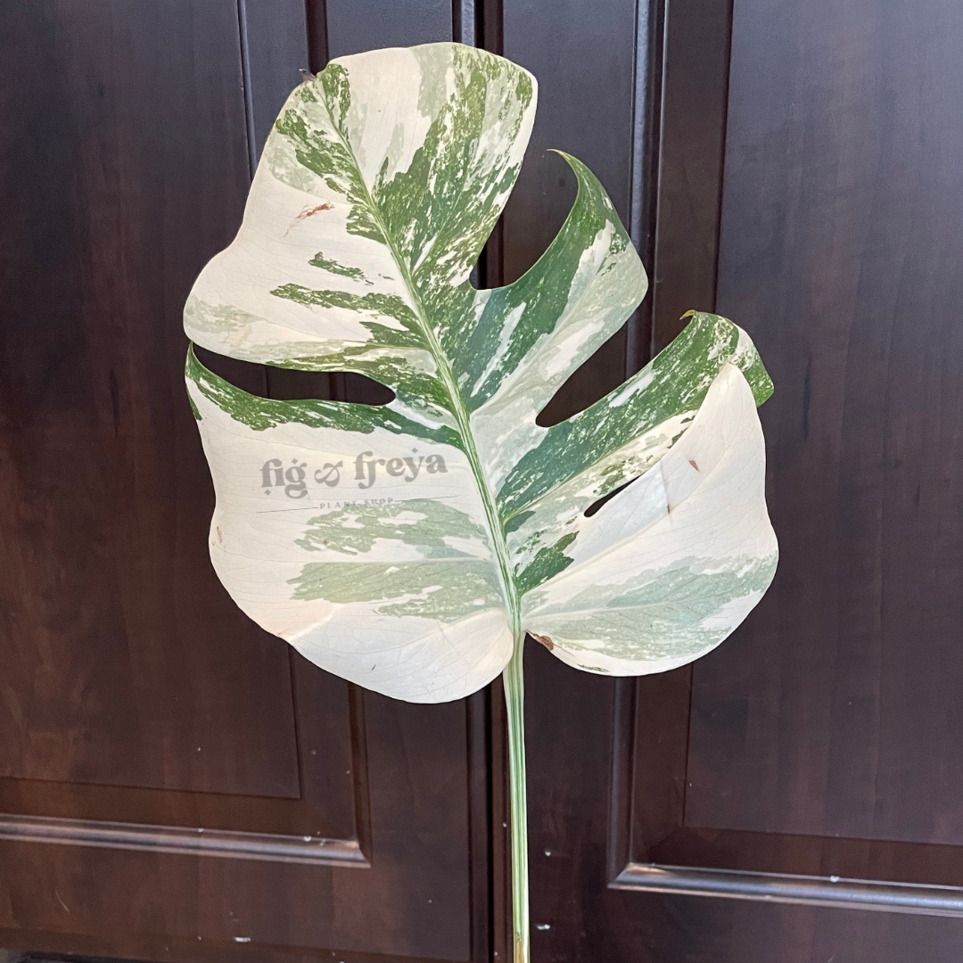 6" Monstera Albo