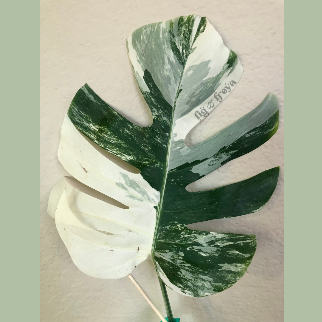 6" Monstera Albo