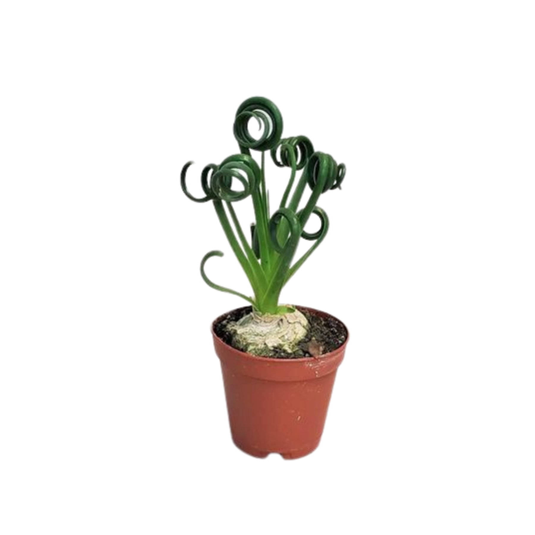 Albuca 'Frizzle Sizzle'