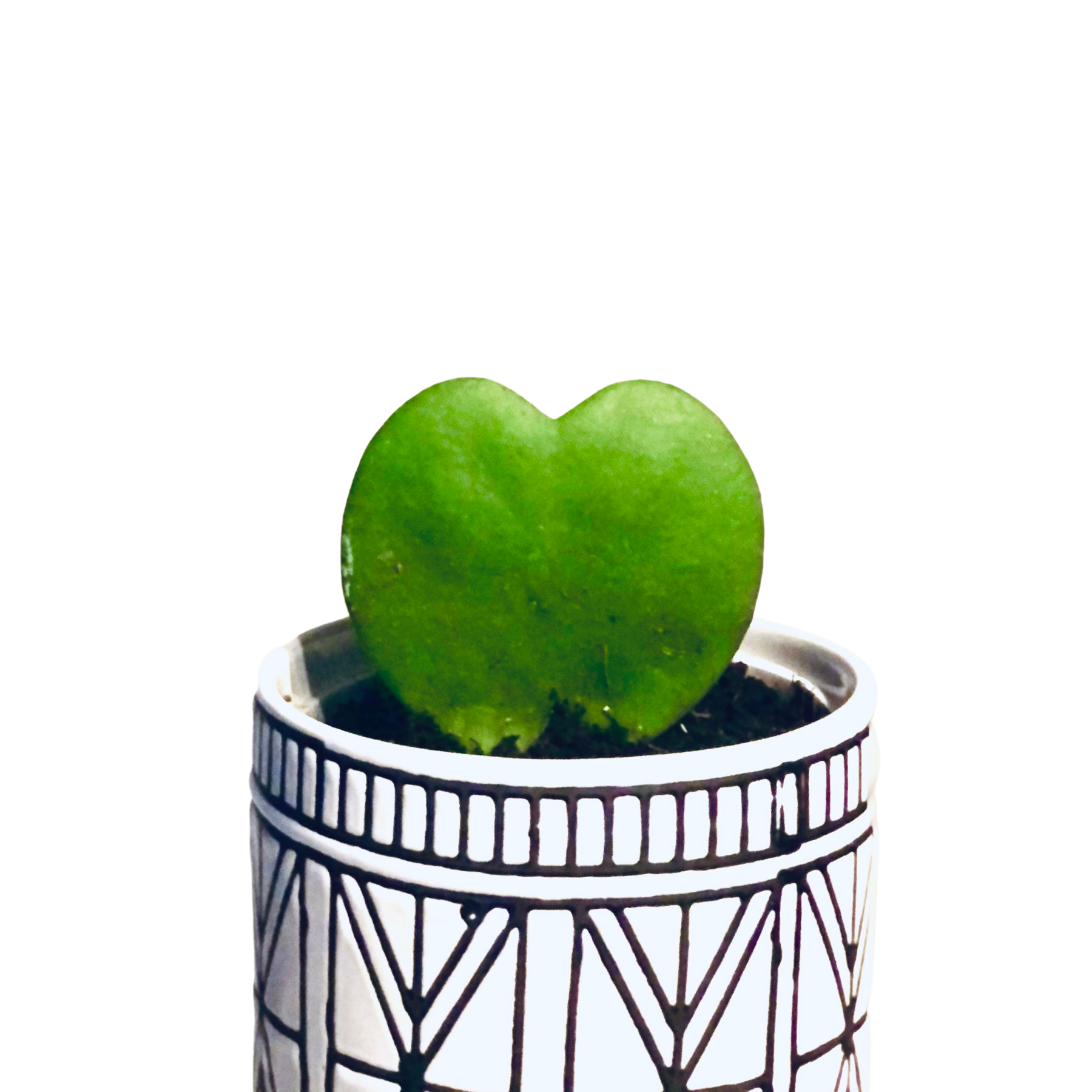 Hoya 'Sweetheart'