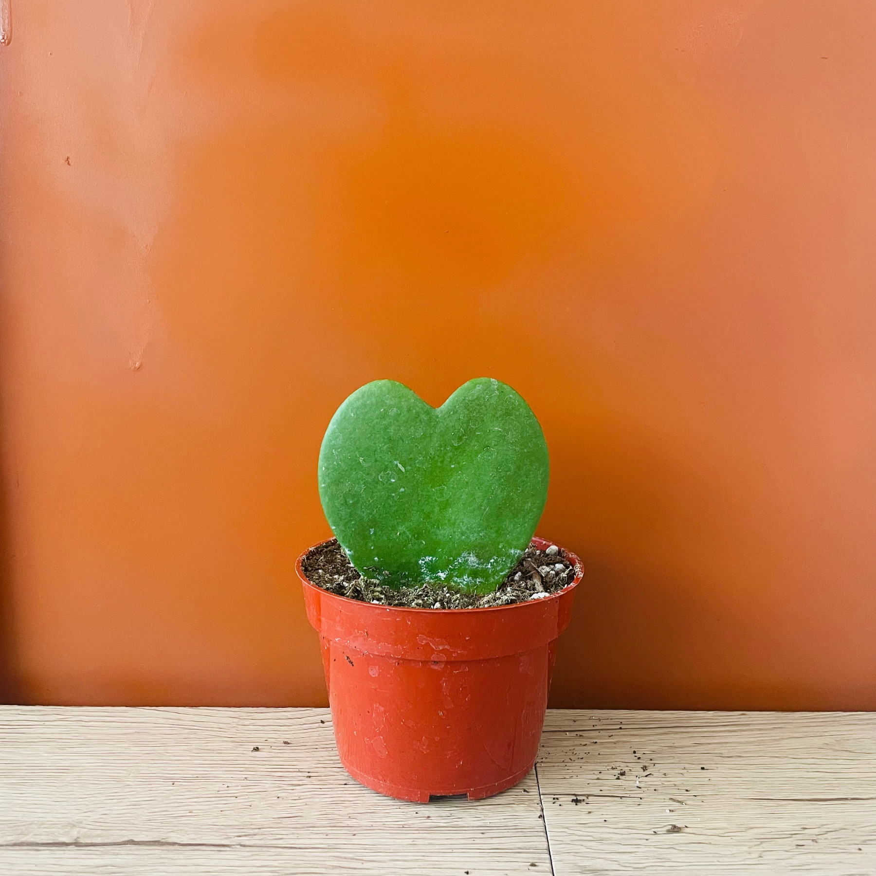 Hoya 'Sweetheart'