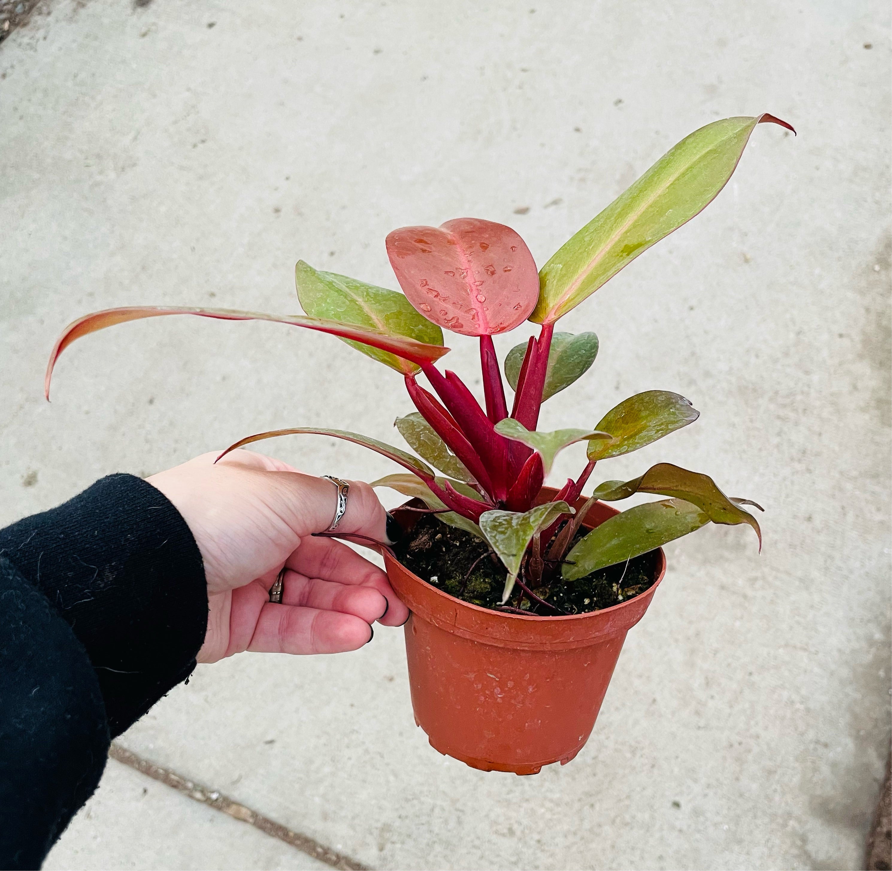 Philodendron McColley's Finale