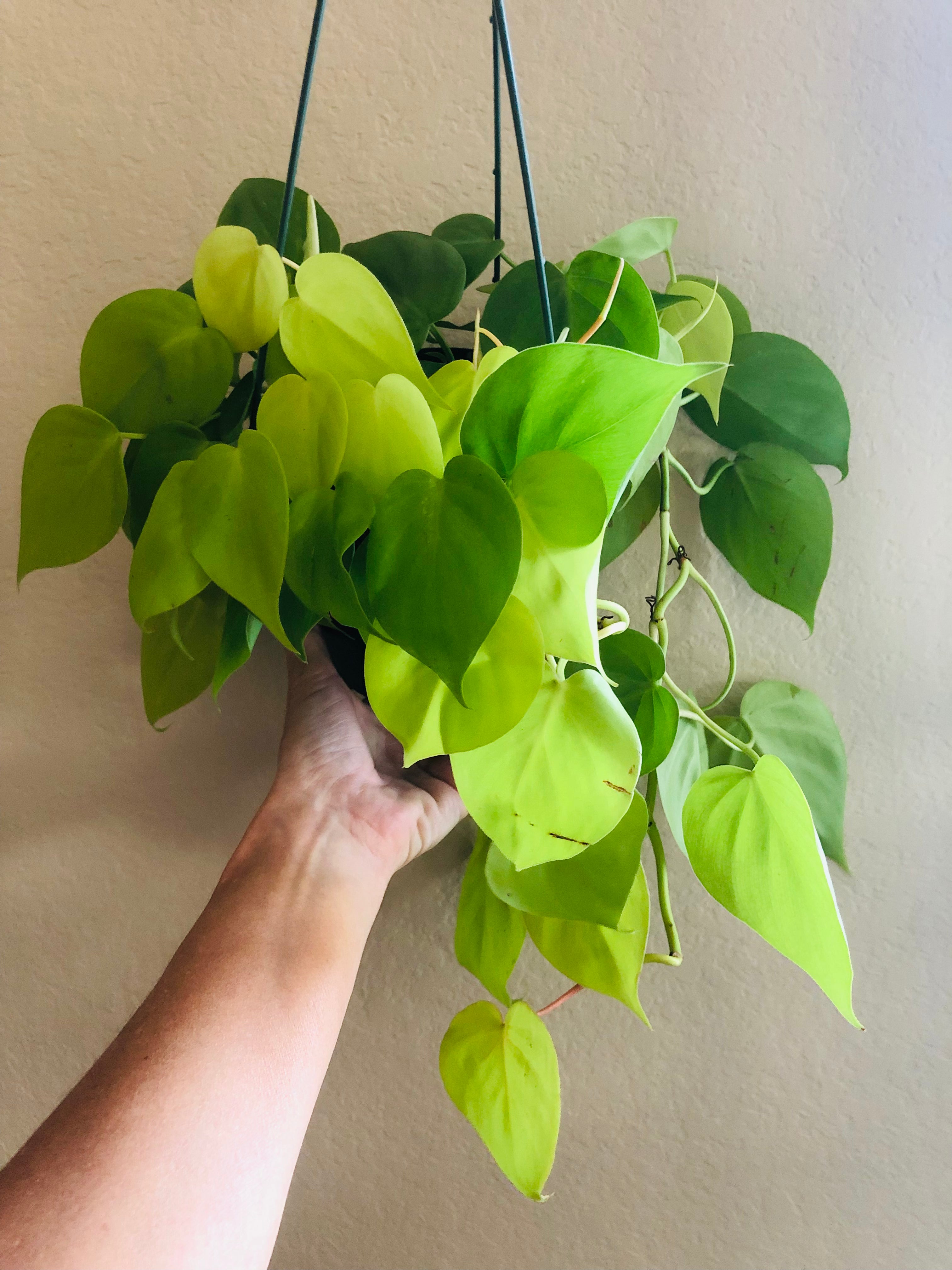 Philodendron Cordatum 'Neon'