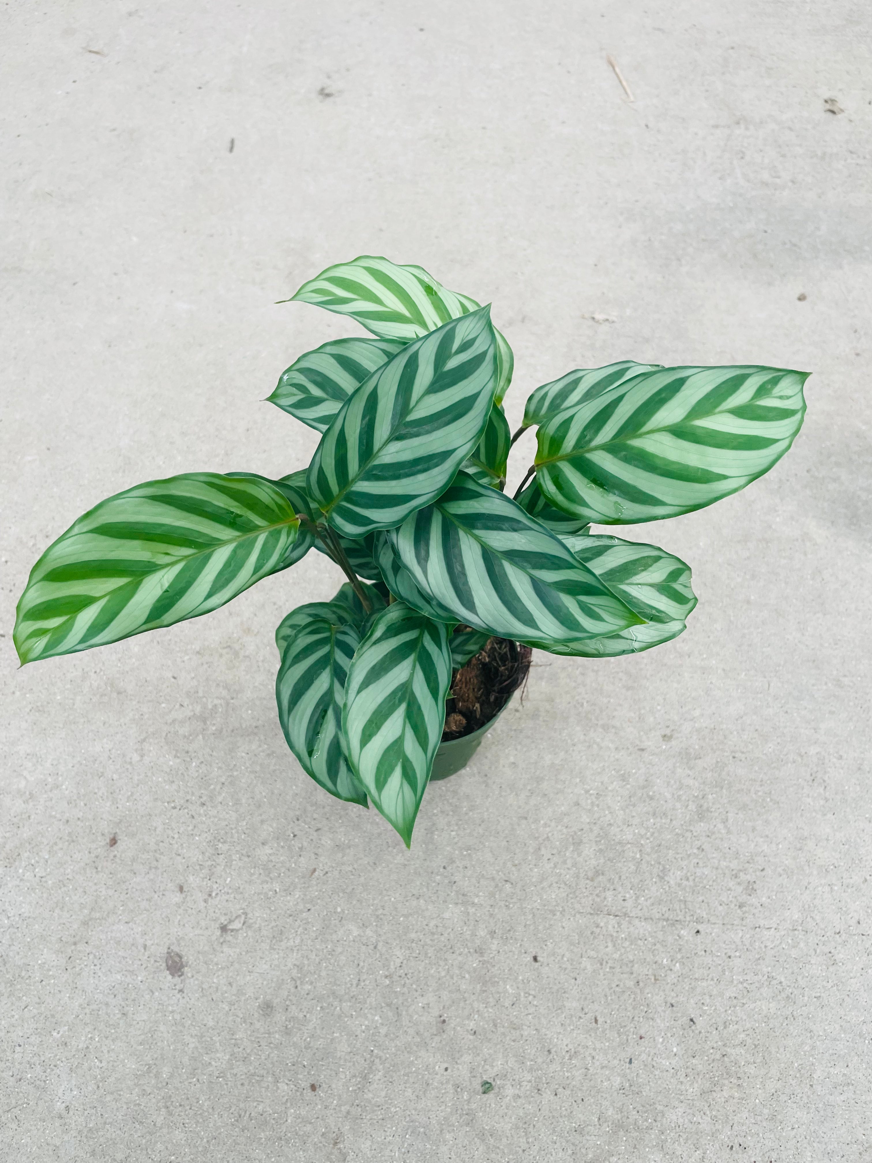 Calathea Concinna 'Freddie'