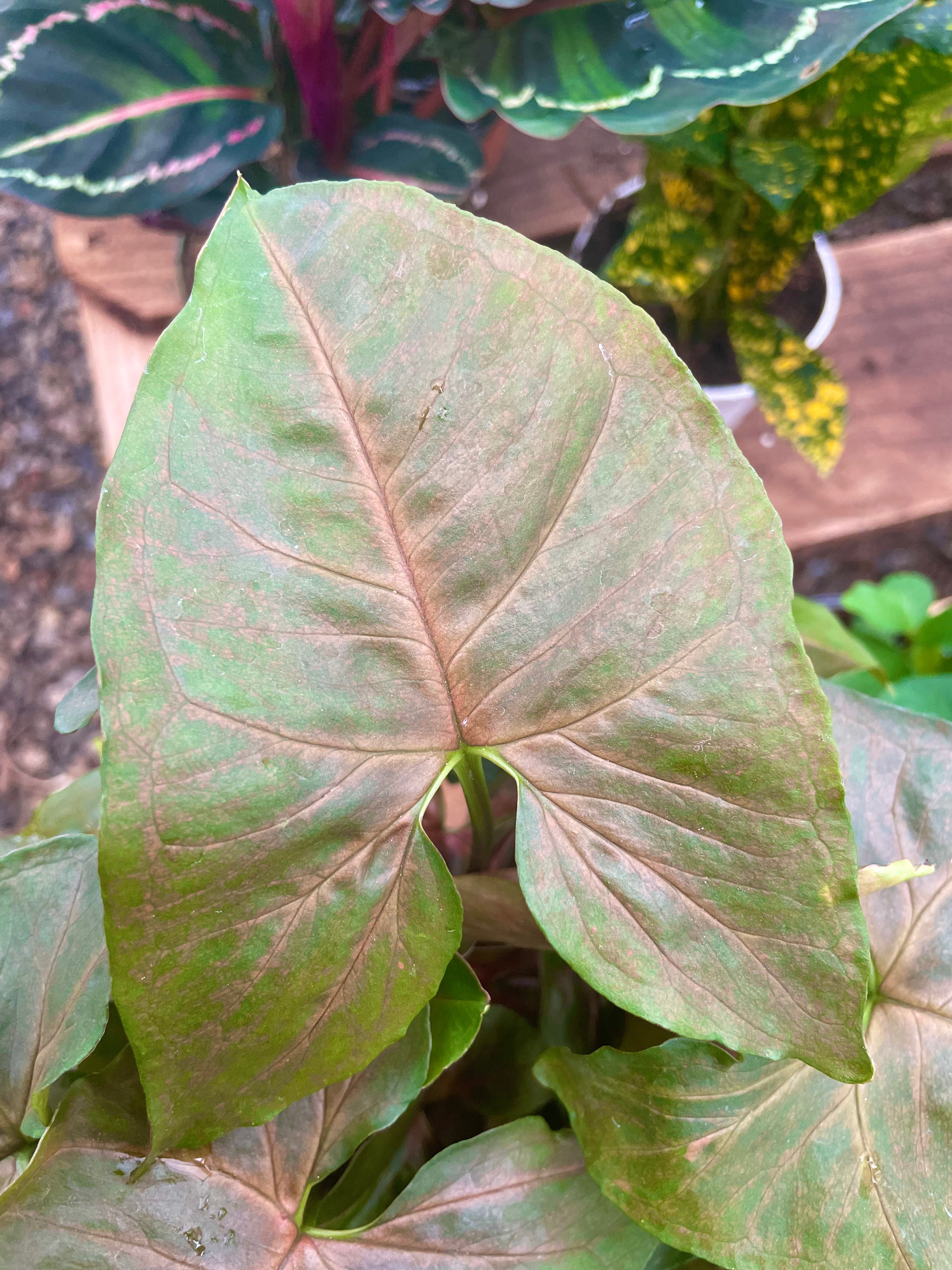 Syngonium 'Merry Maria'