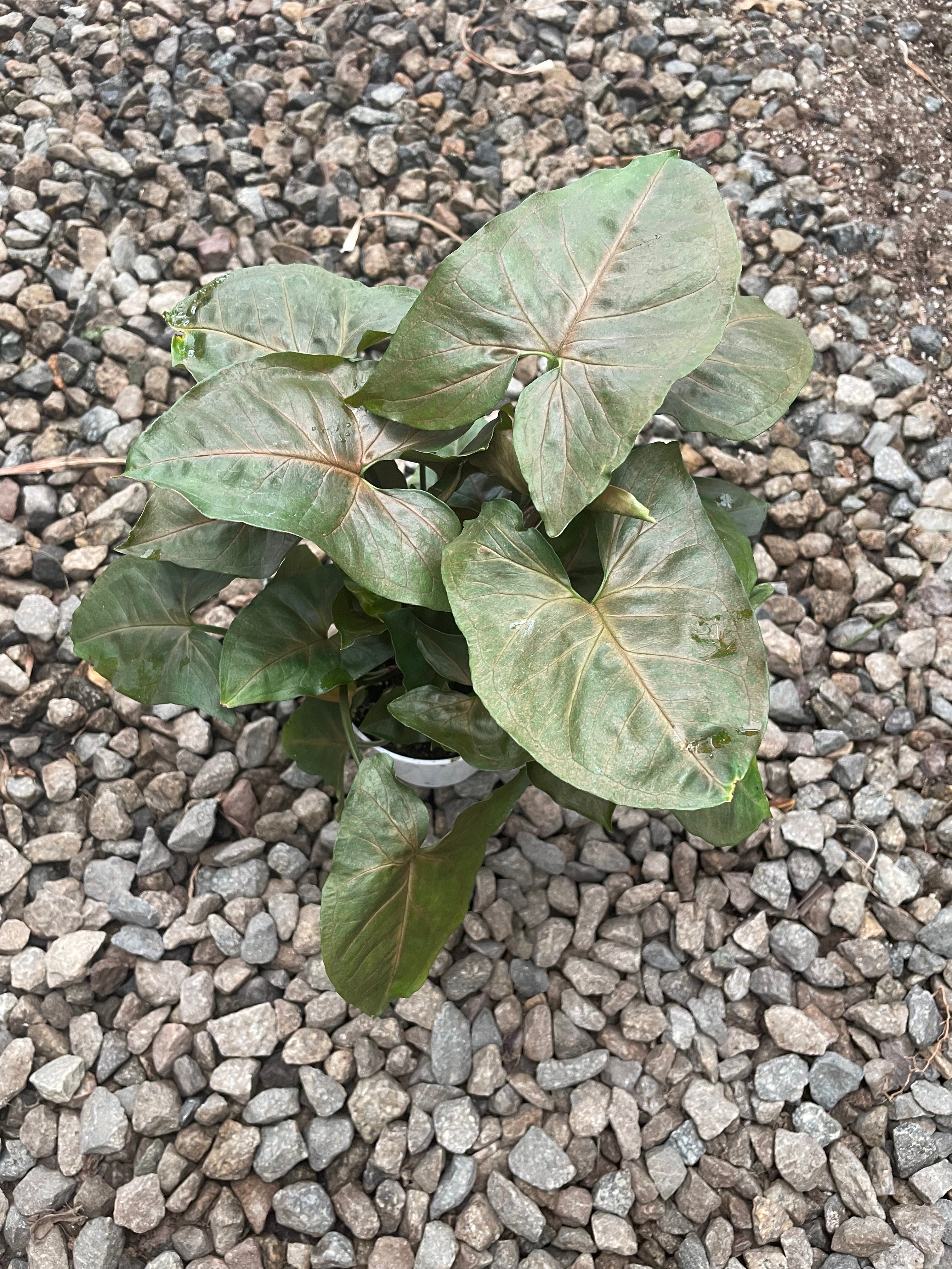 Syngonium 'Merry Maria'