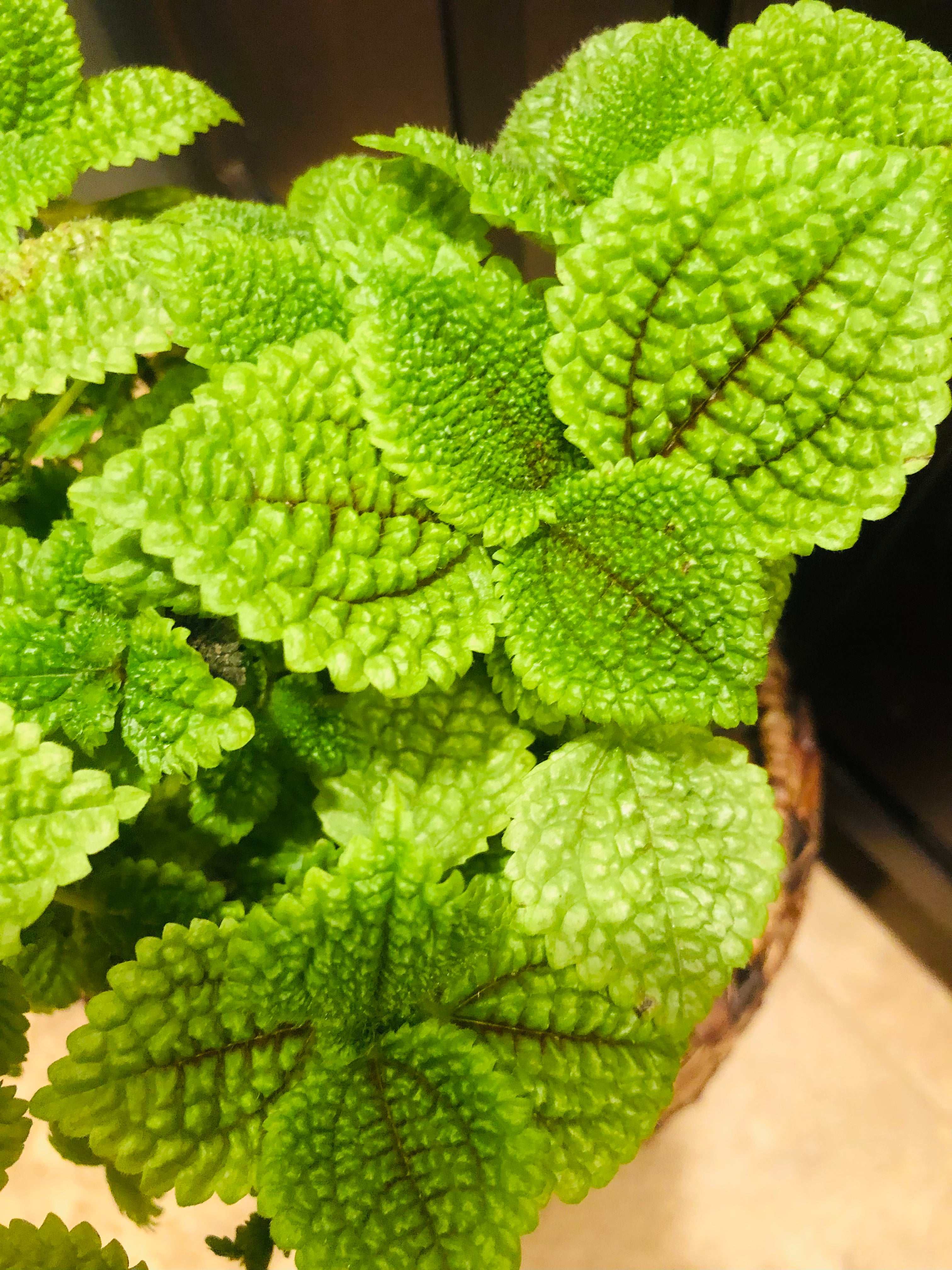 Pilea 'Moon Valley'