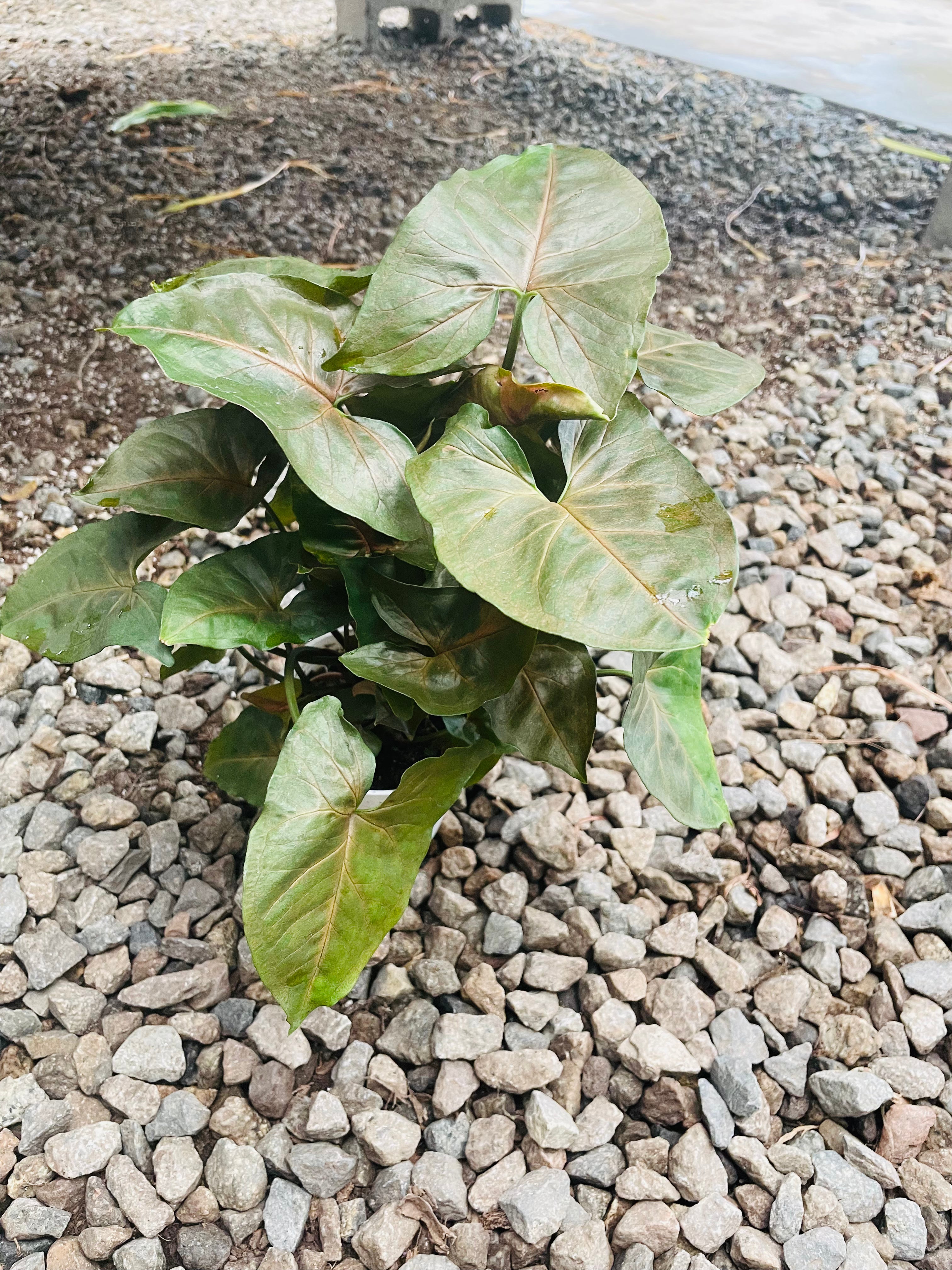 Syngonium 'Merry Maria'