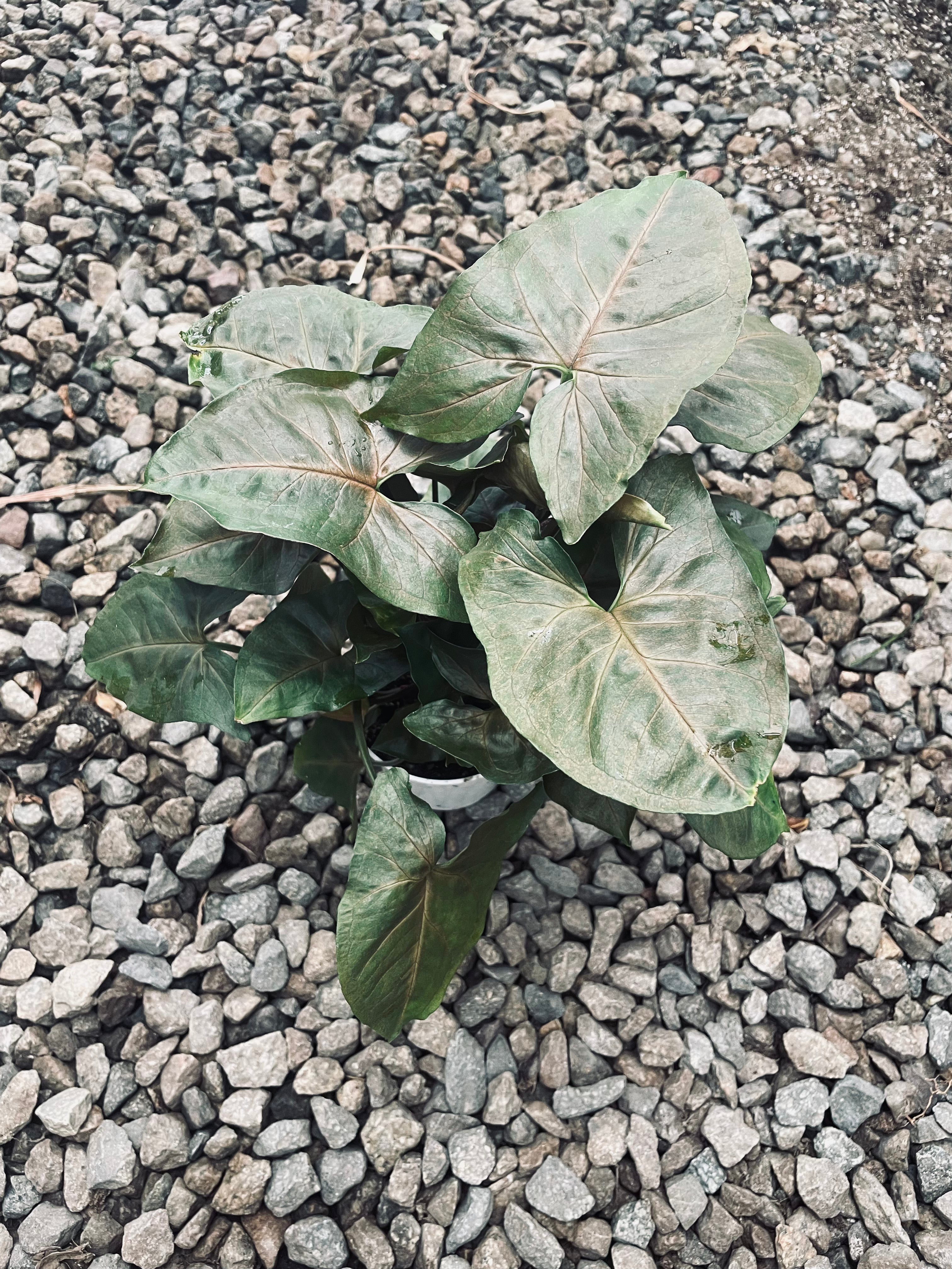 Syngonium 'Merry Maria'