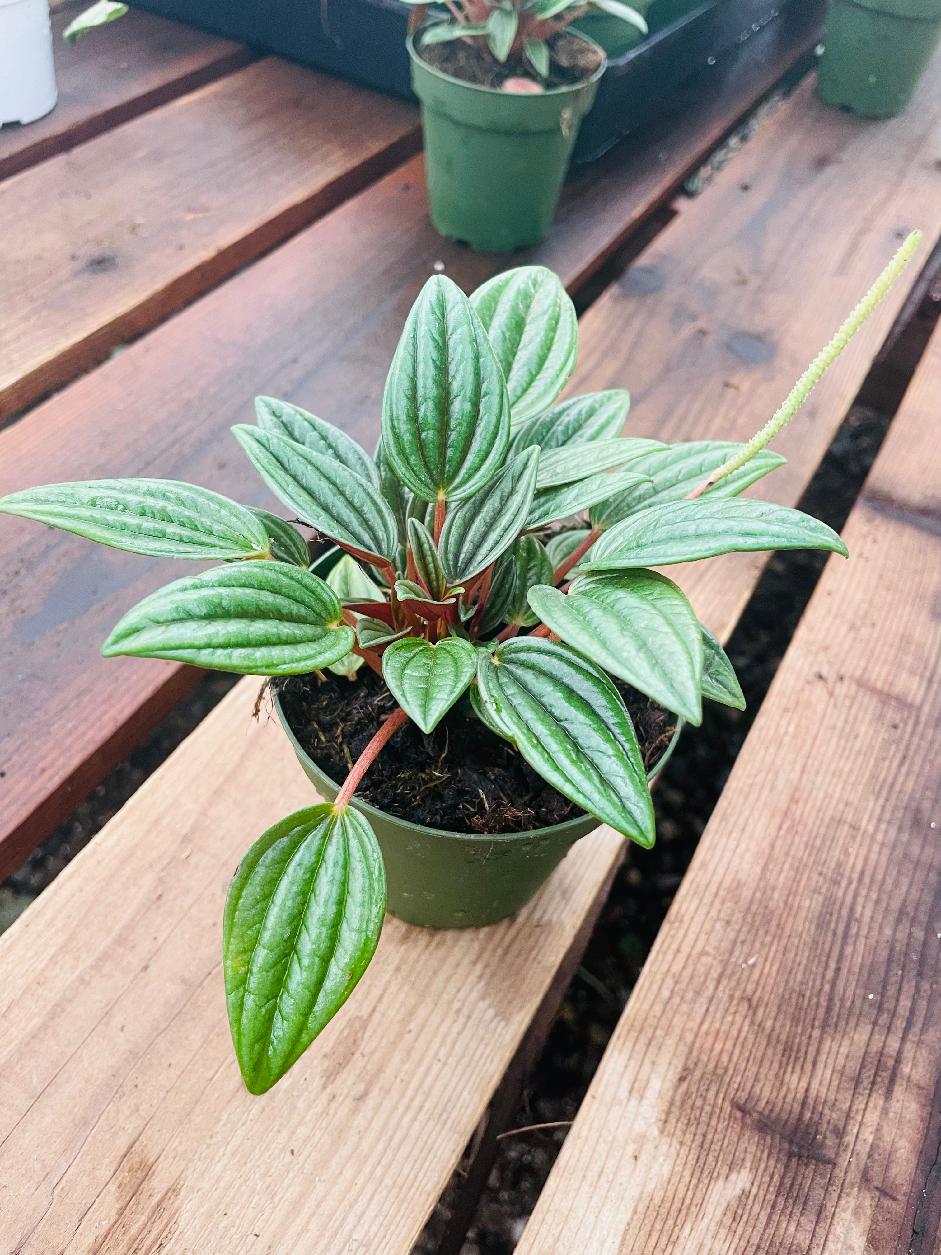 Peperomia ‘Rosso’