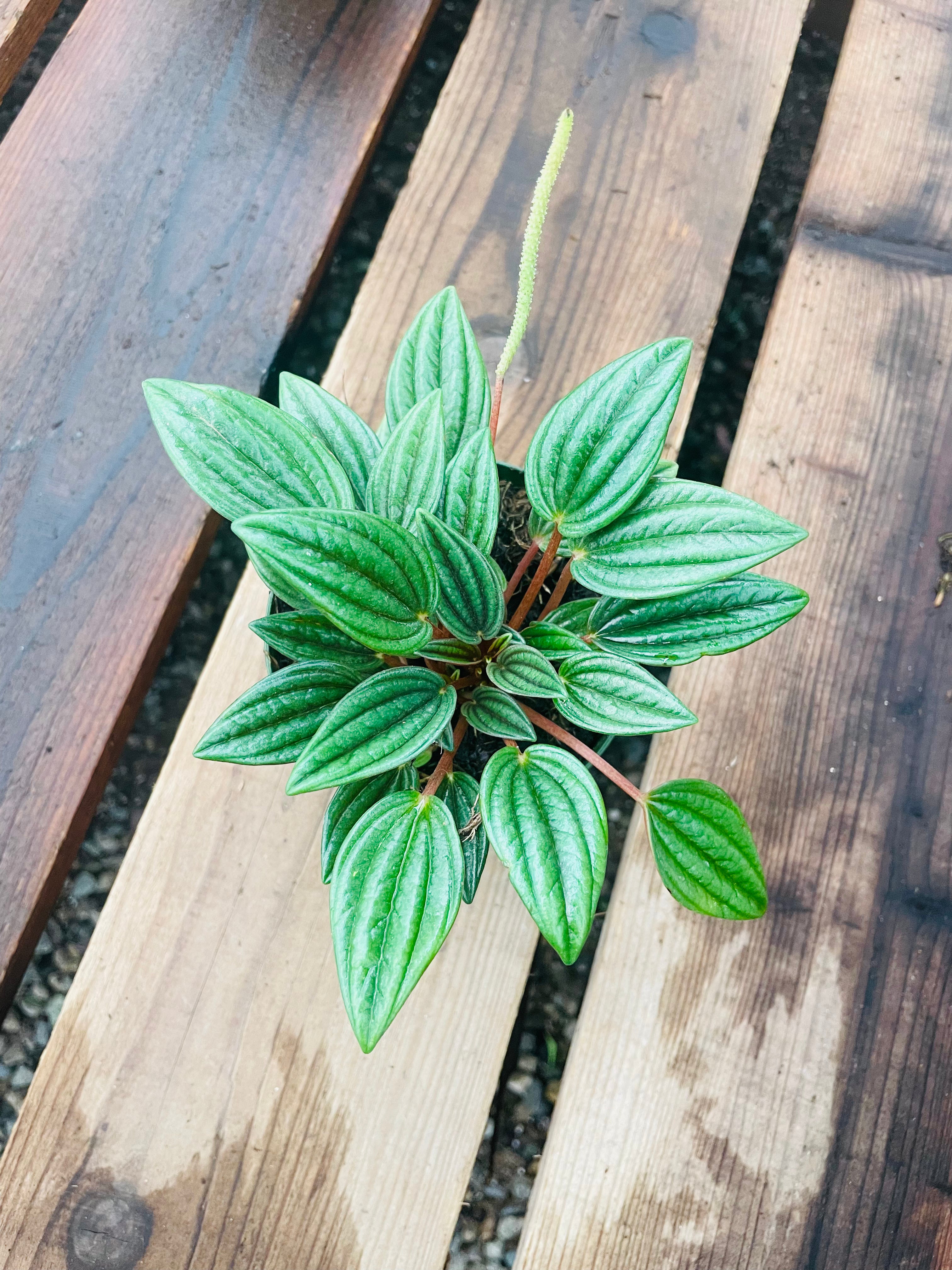 Peperomia ‘Rosso’