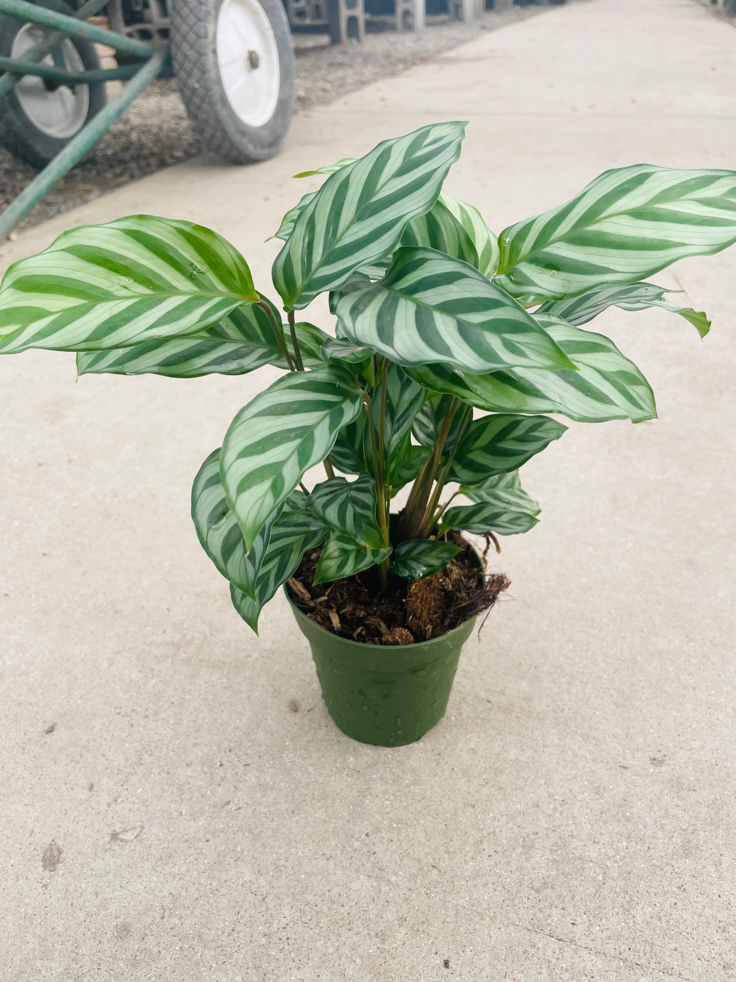 Calathea Concinna 'Freddie'