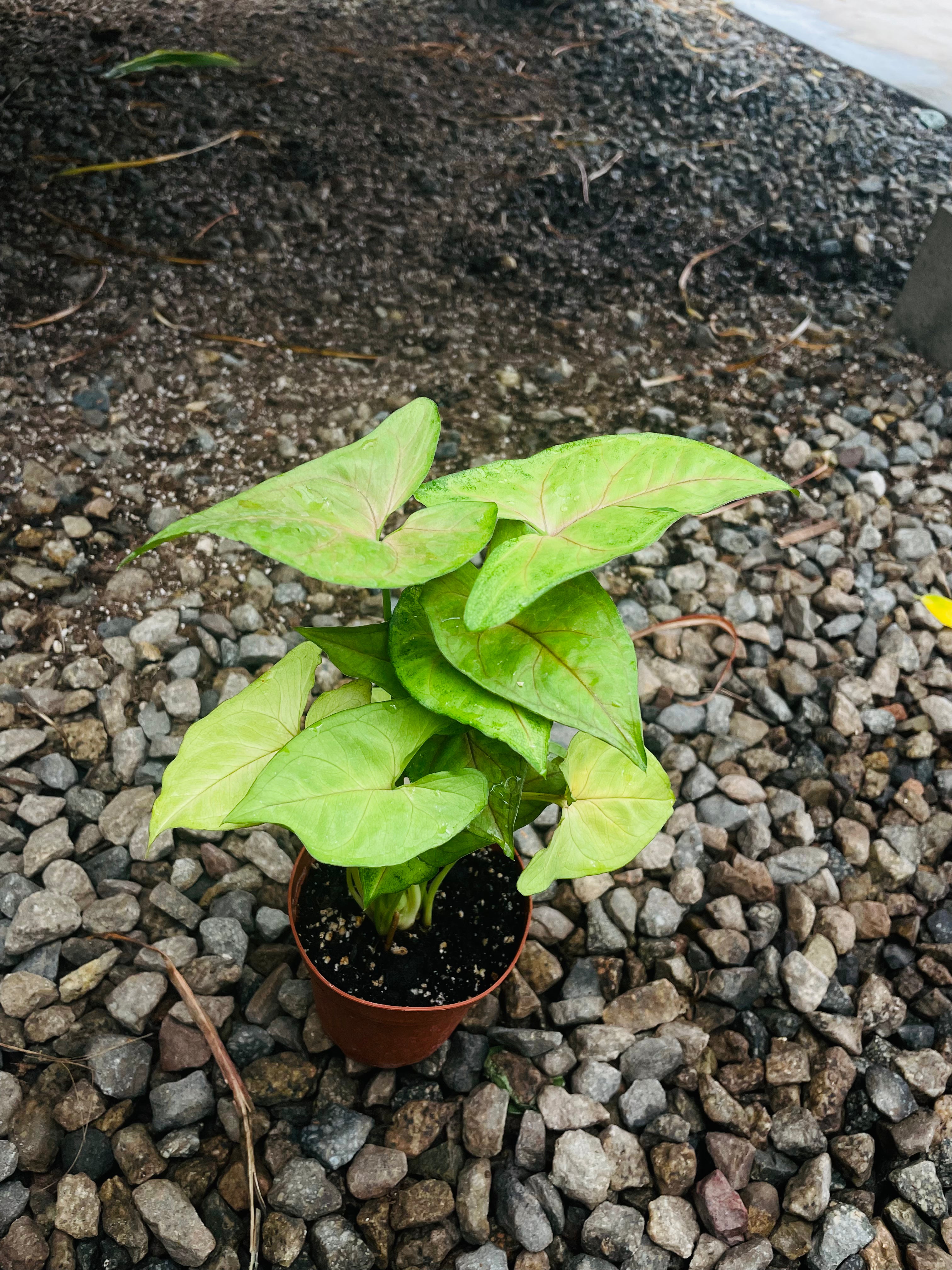 Syngonium 'Gold Allusion'