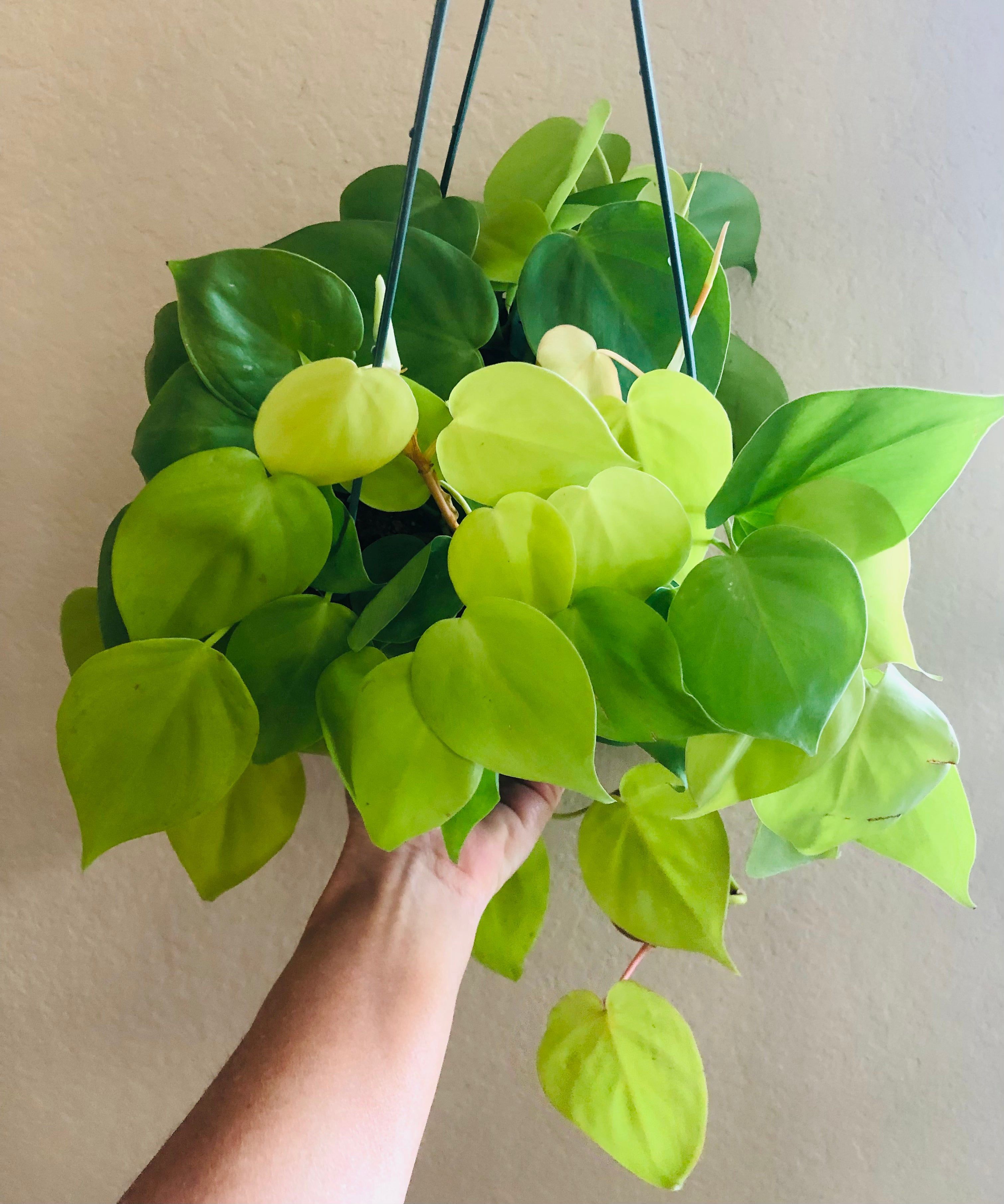 Philodendron Cordatum 'Neon'