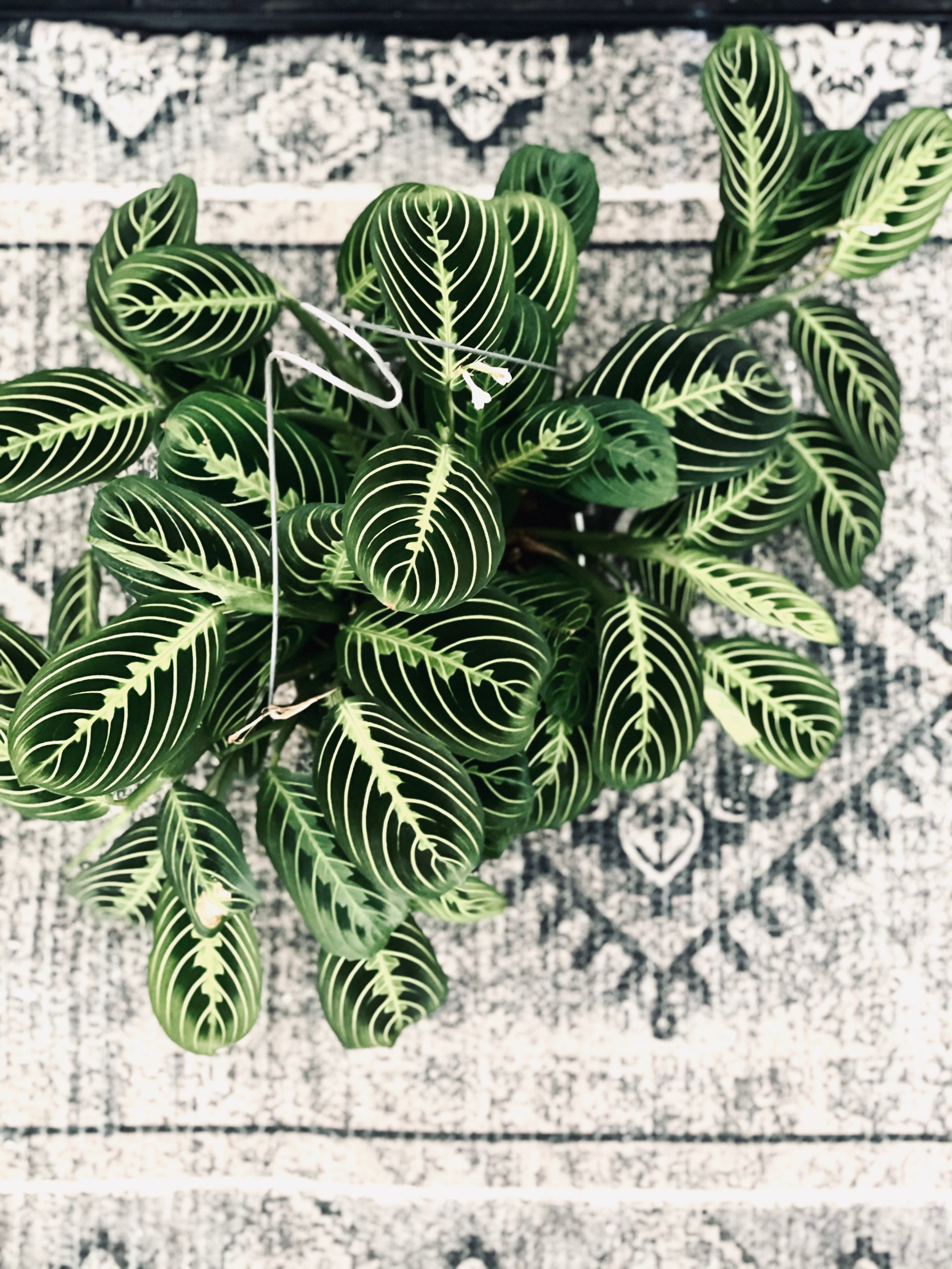 Maranta 'Lemon Lime'