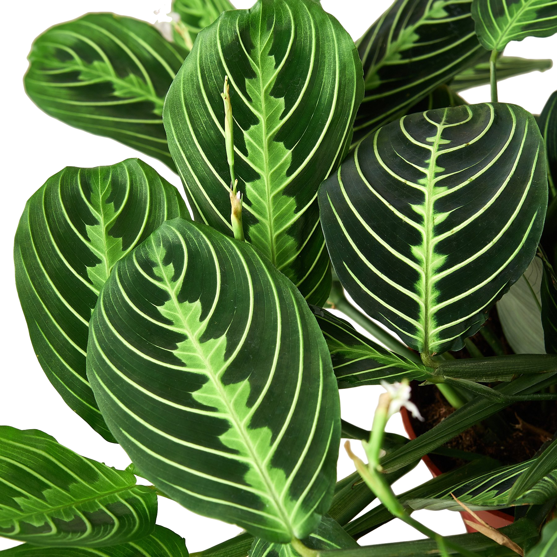 Maranta 'Lemon Lime'