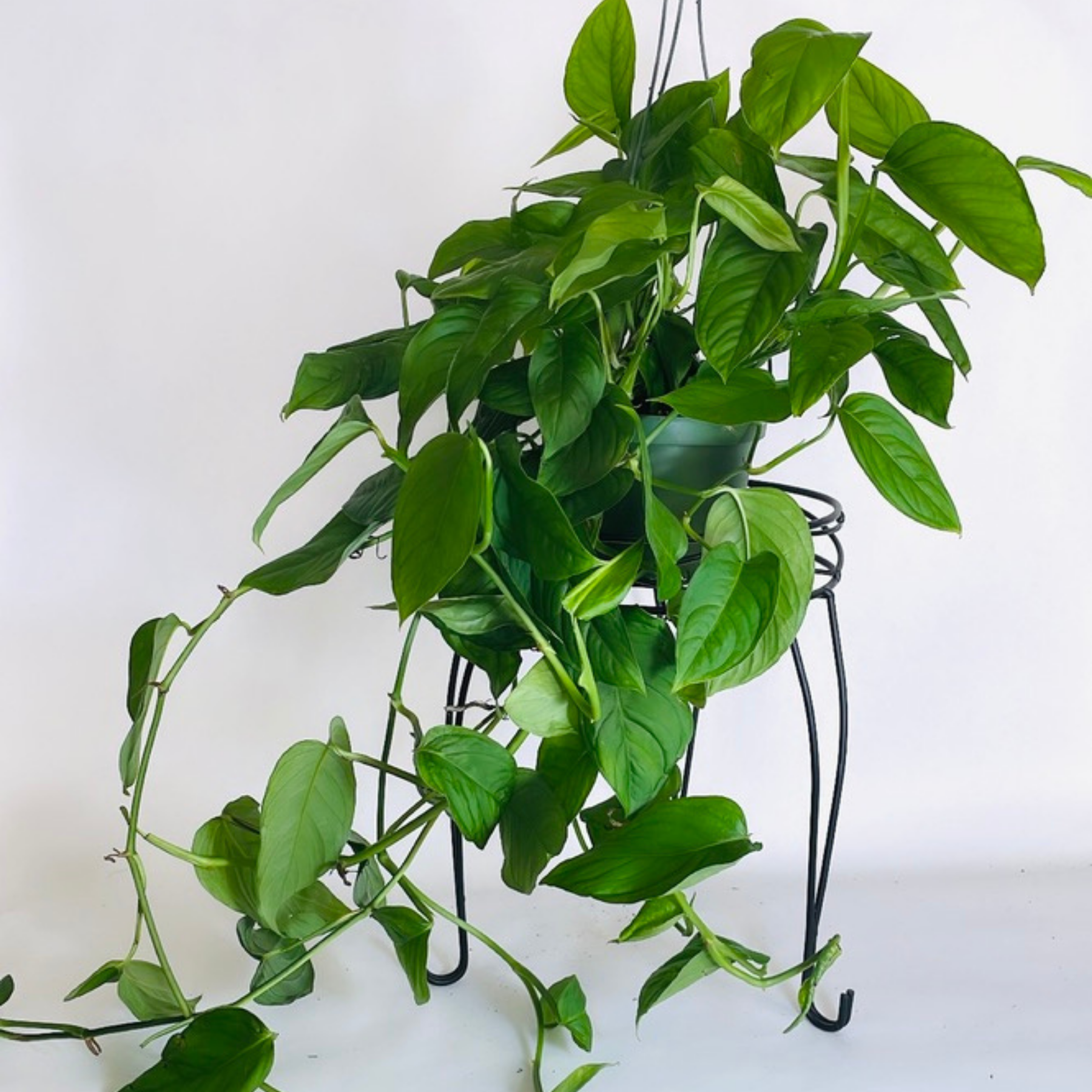 Monstera Adansonii var 'Laniata'