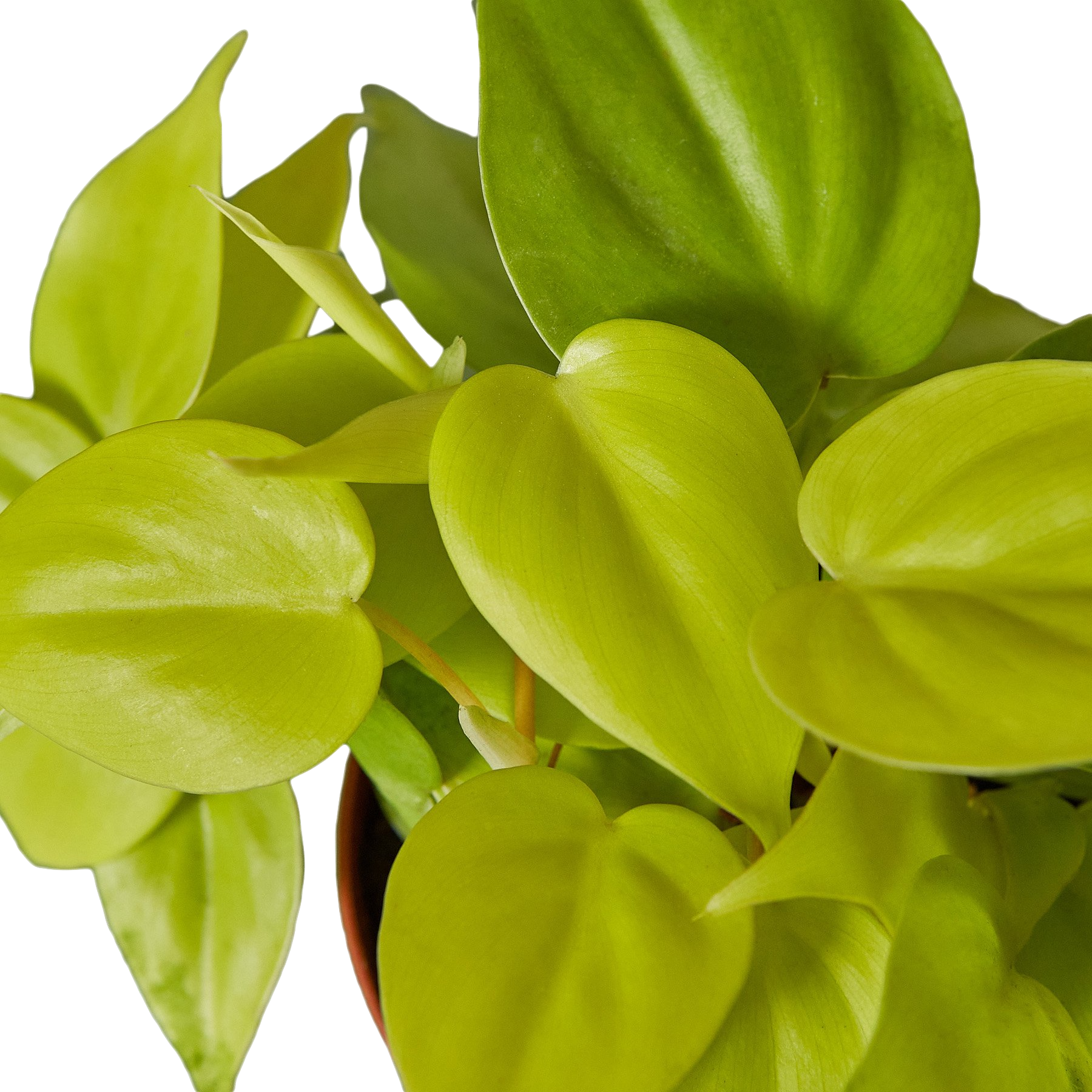 Philodendron Cordatum 'Neon'