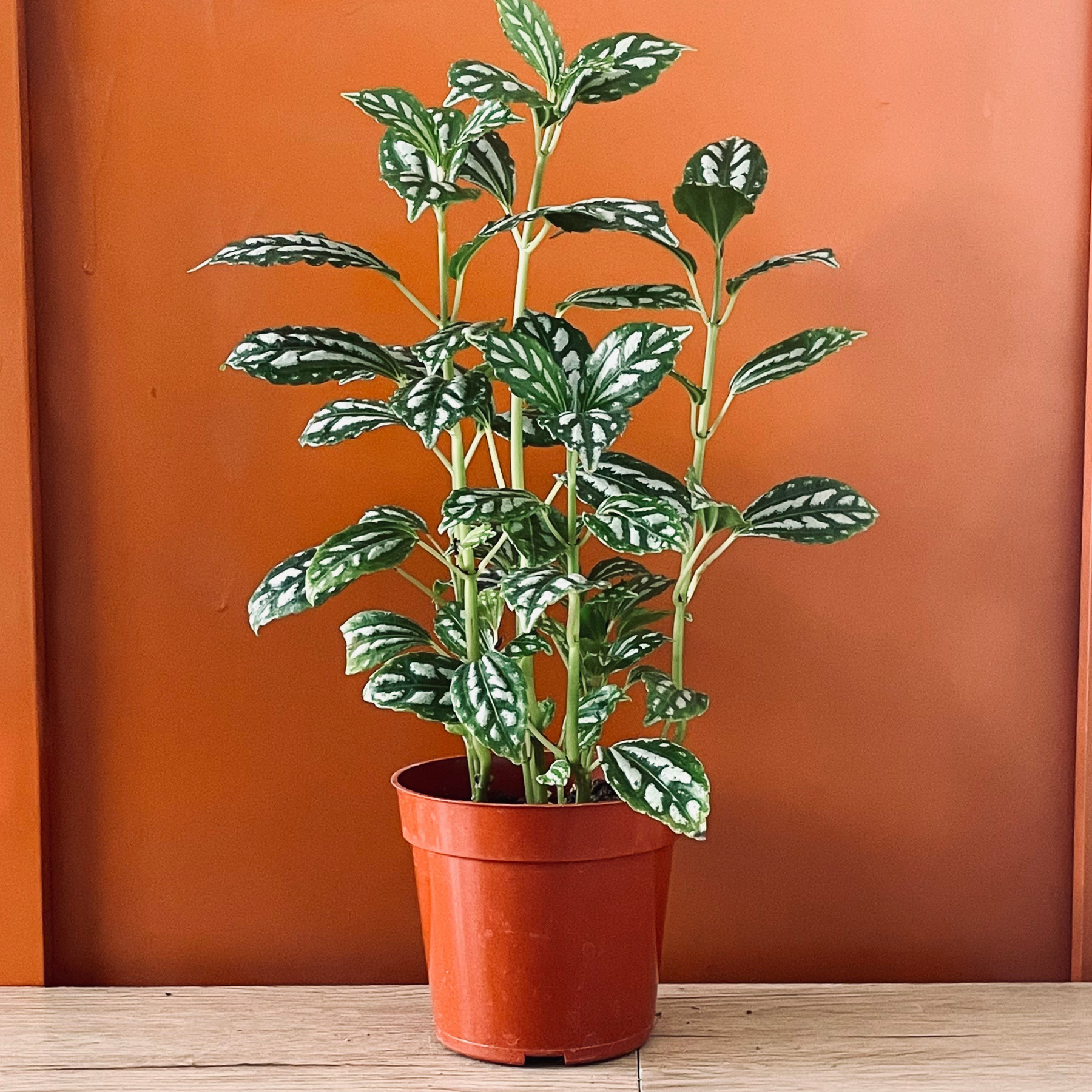 Pilea 'Watermelon' | 'Aluminum'