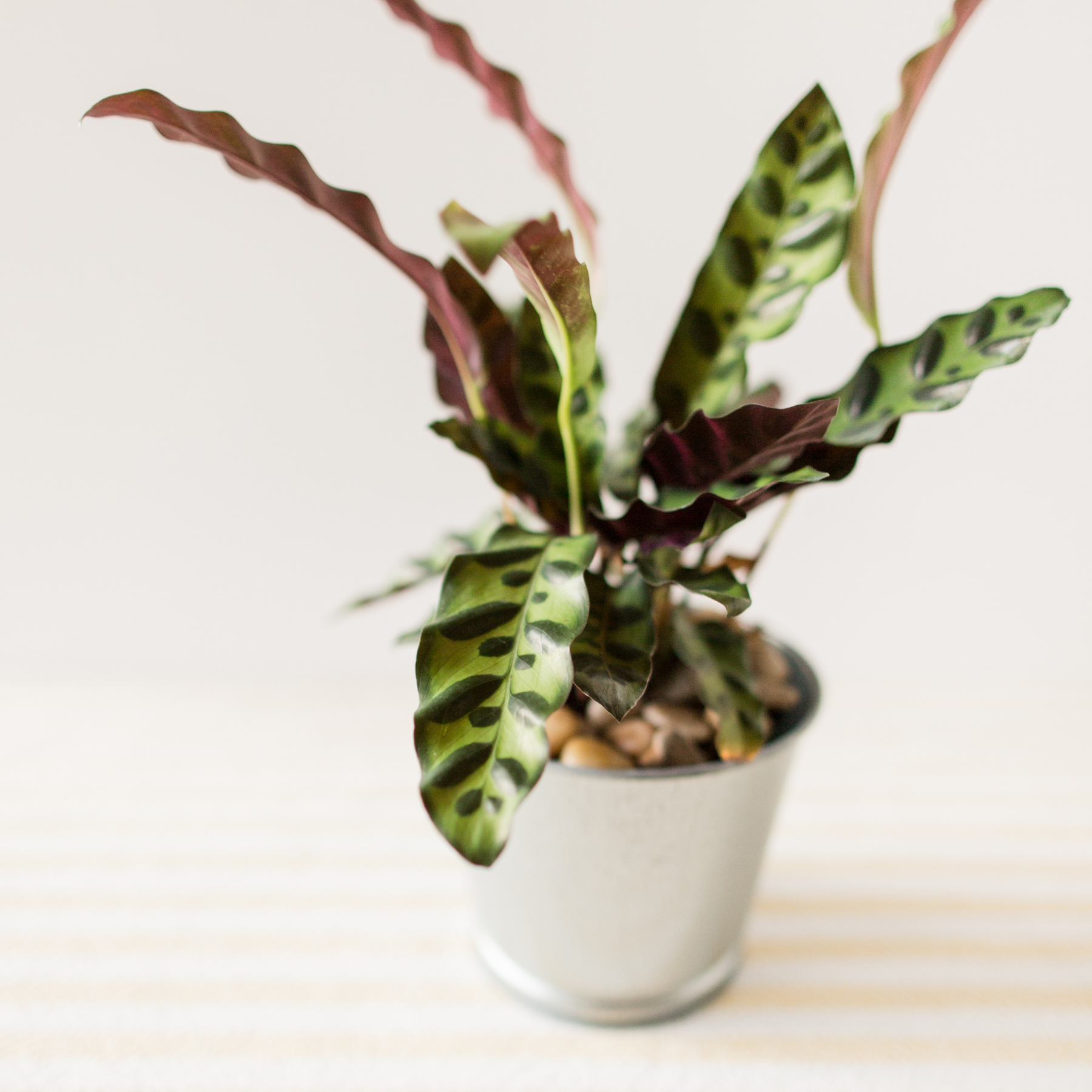 Calathea Lancifolia 'Rattlesnake'
