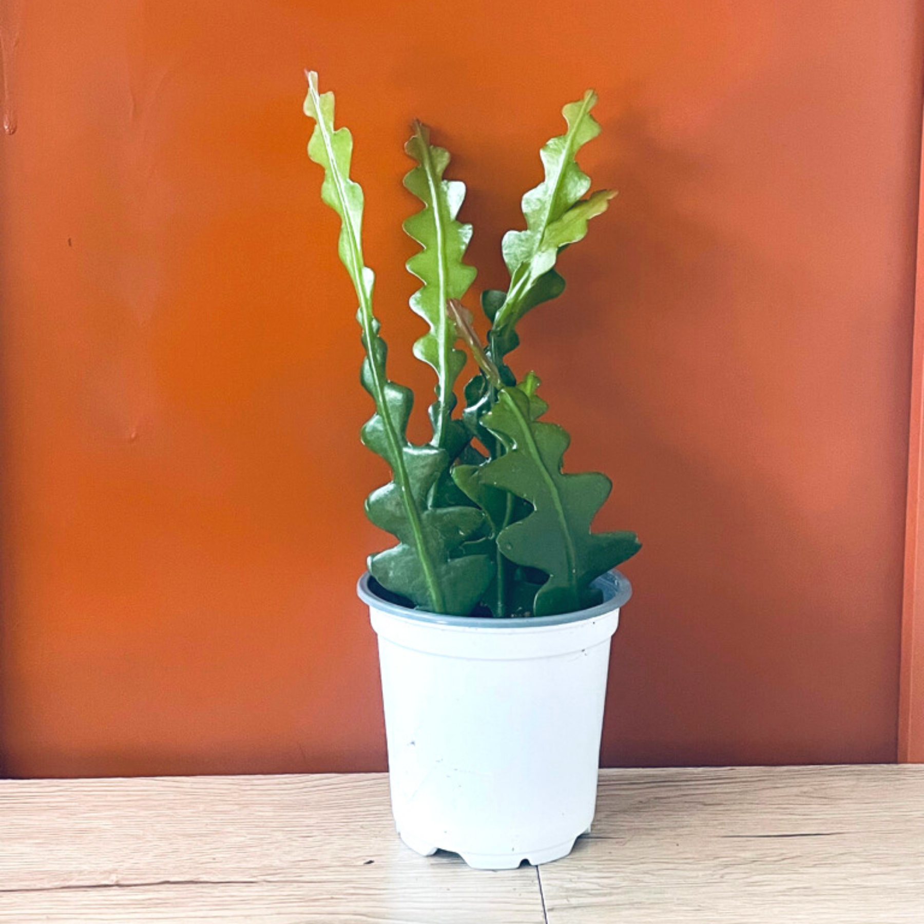 Epiphyllum 'Ric Rac' (Fishbone) Cactus