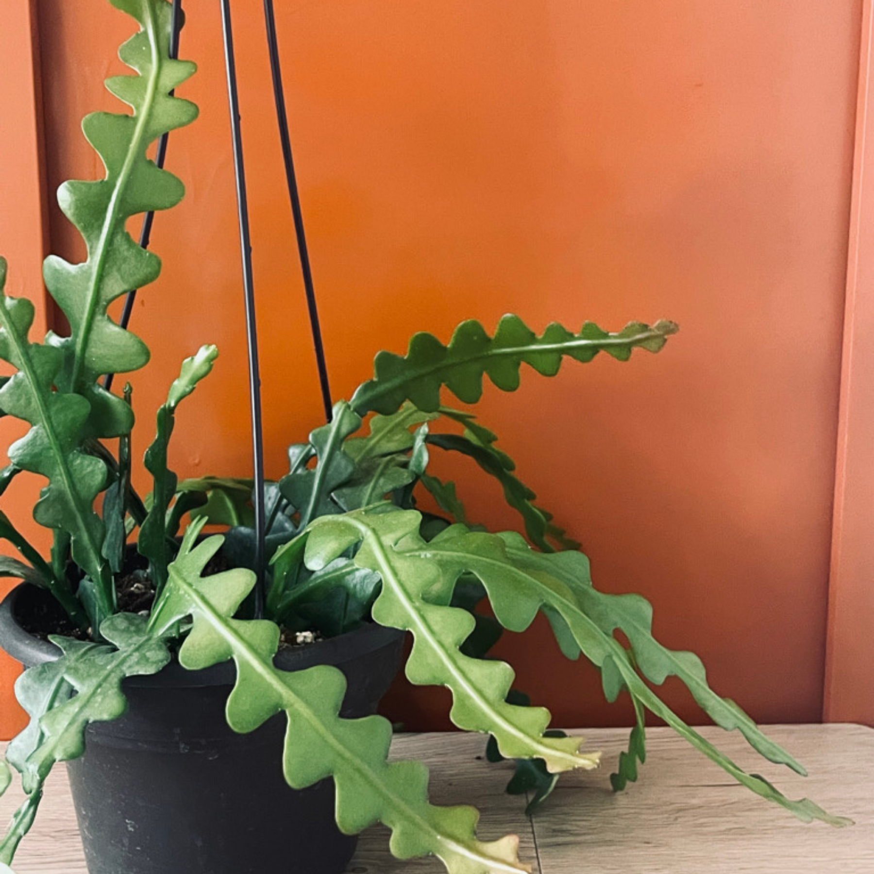 Epiphyllum 'Ric Rac' 'Fishbone' Cactus