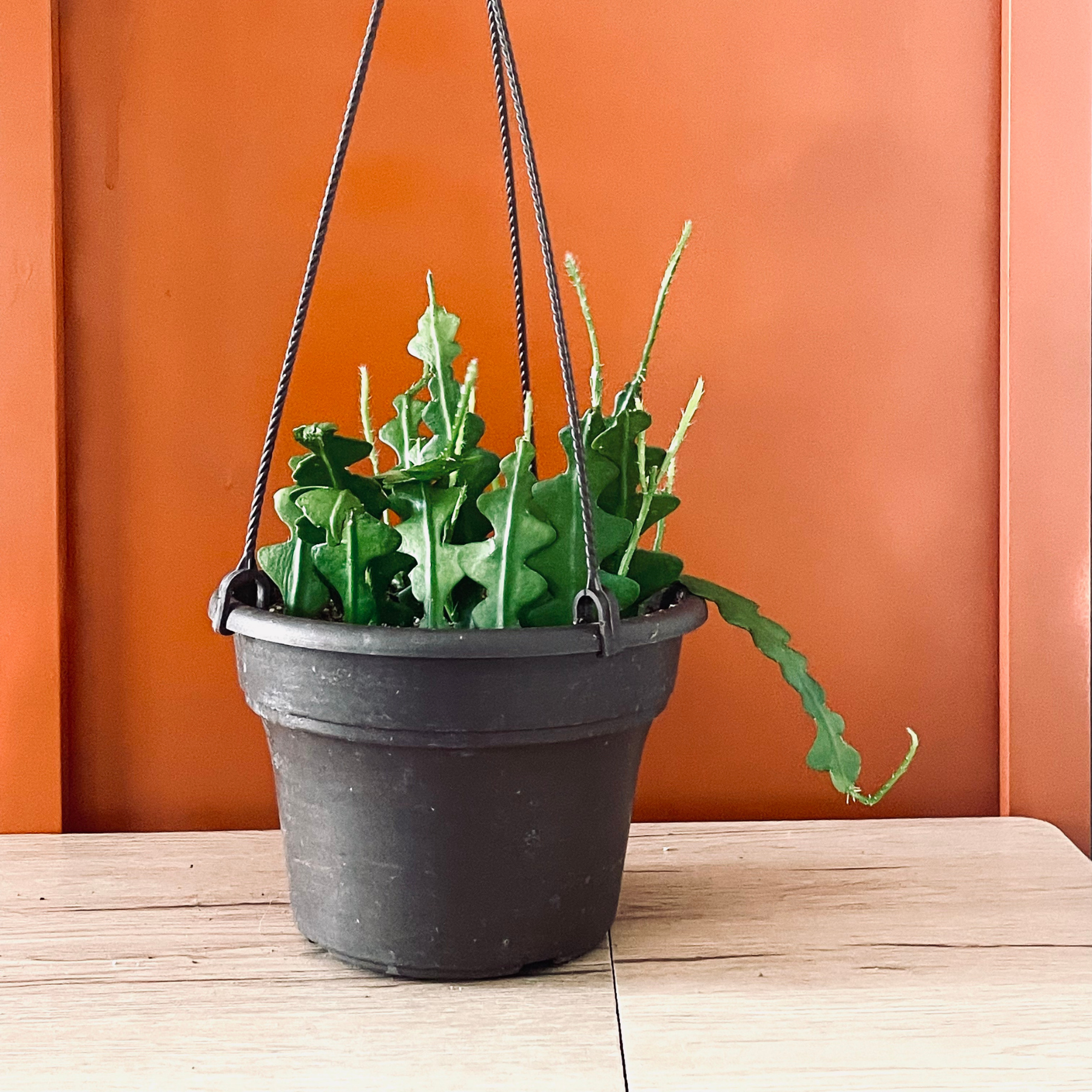 Epiphyllum 'Ric Rac' (Fishbone) Cactus