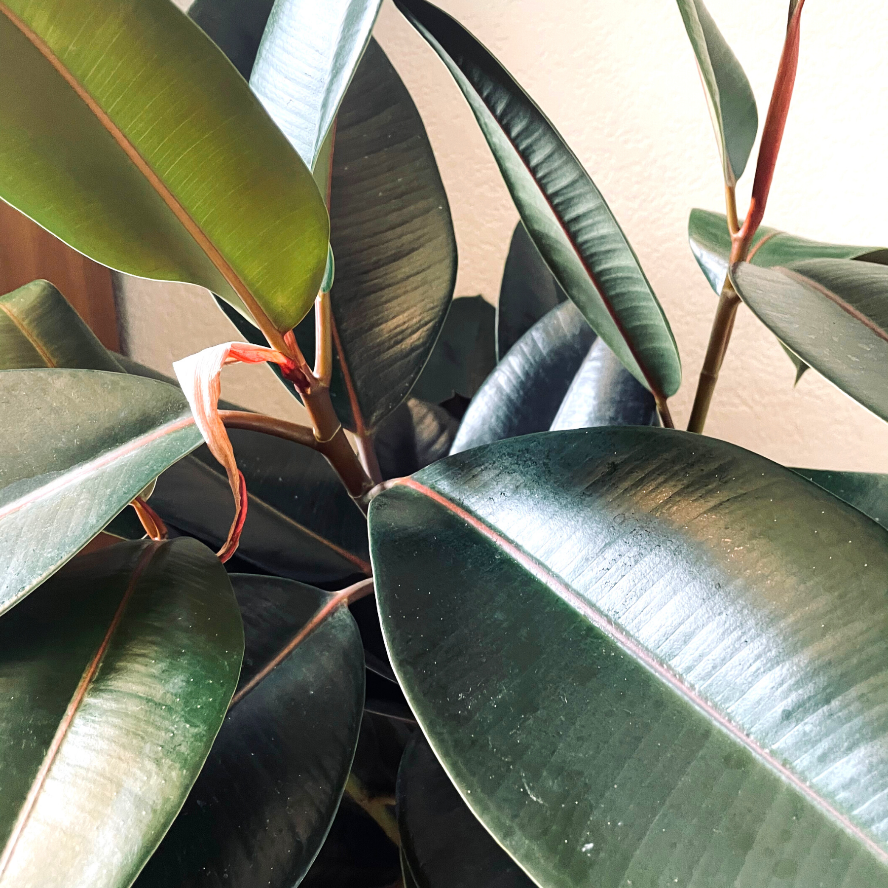 Ficus Elastica 'Burgundy'