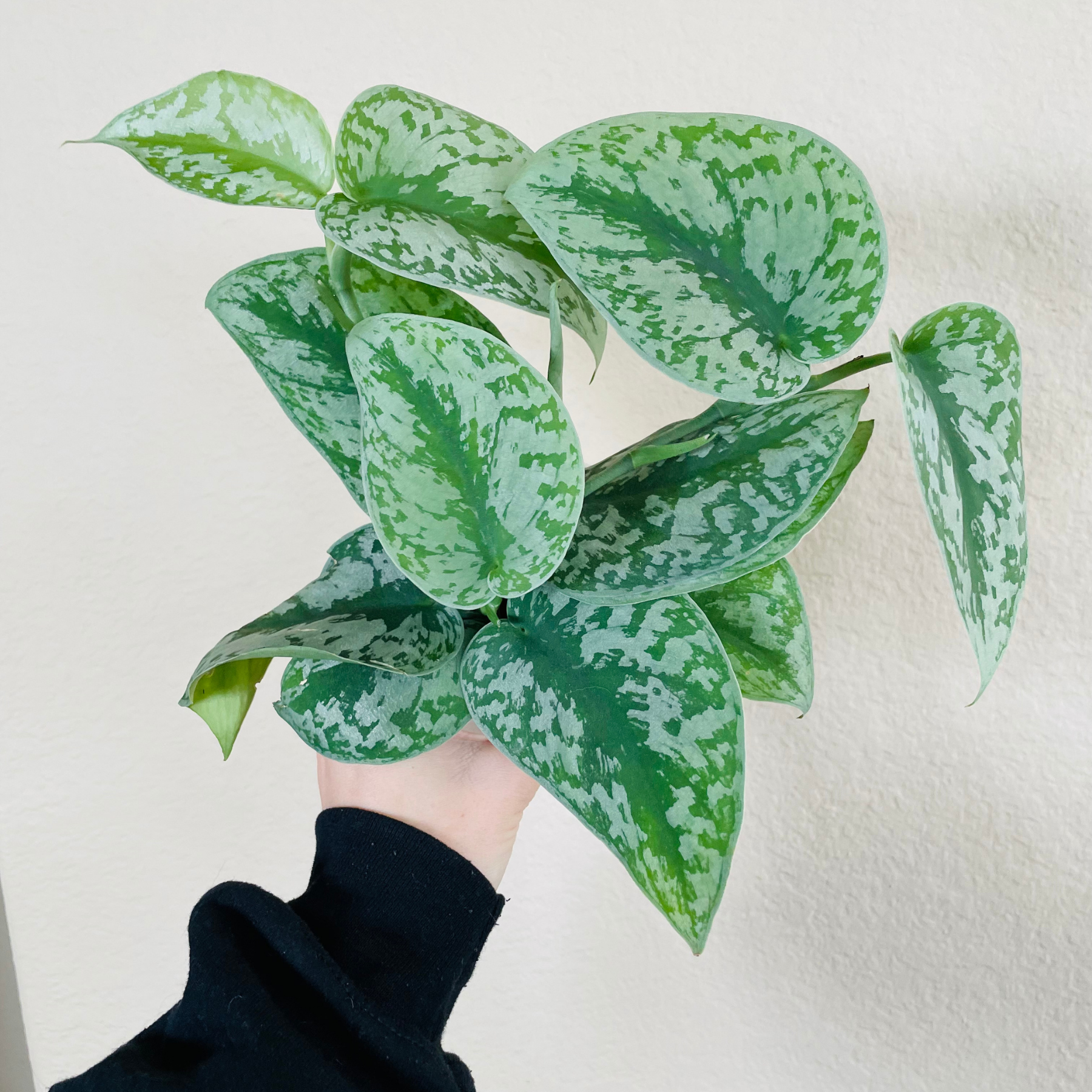 Scindapsus Pictus 'Exotica'