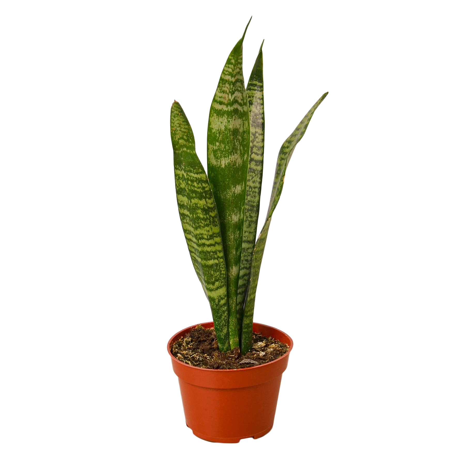 Sansevieria Trifasciata 'Zeylanica'