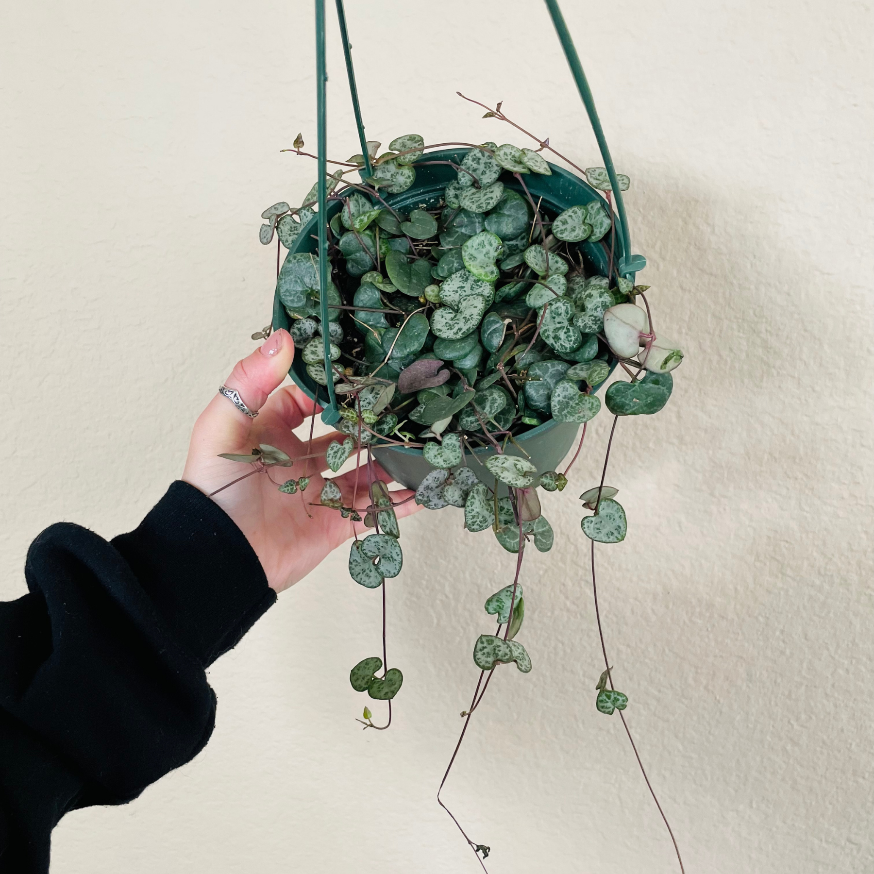 String of Hearts
