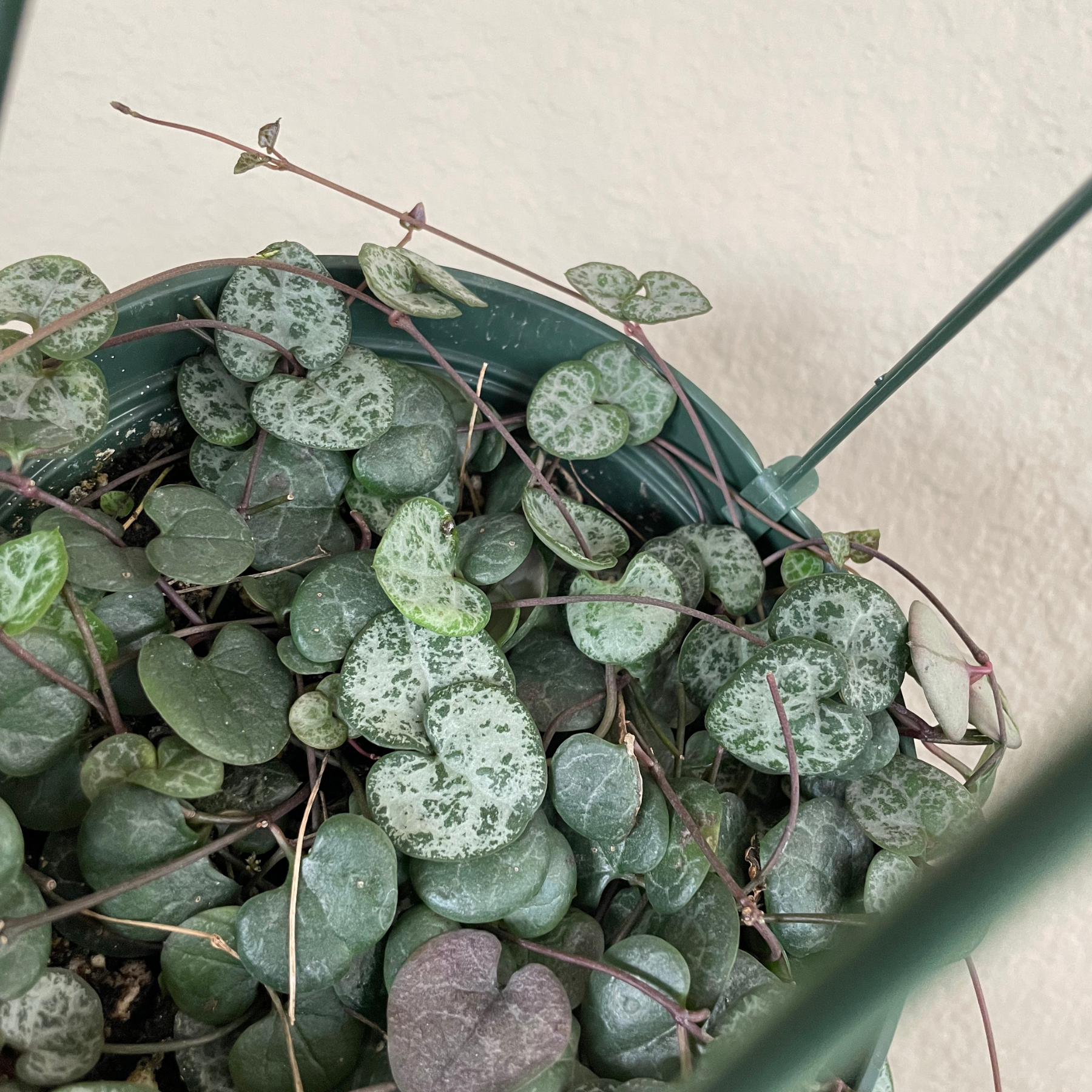 String of Hearts