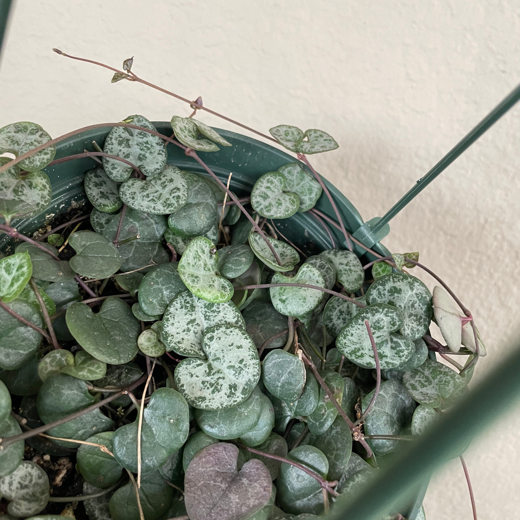 Ceropegia Woodii 'String of Hearts'