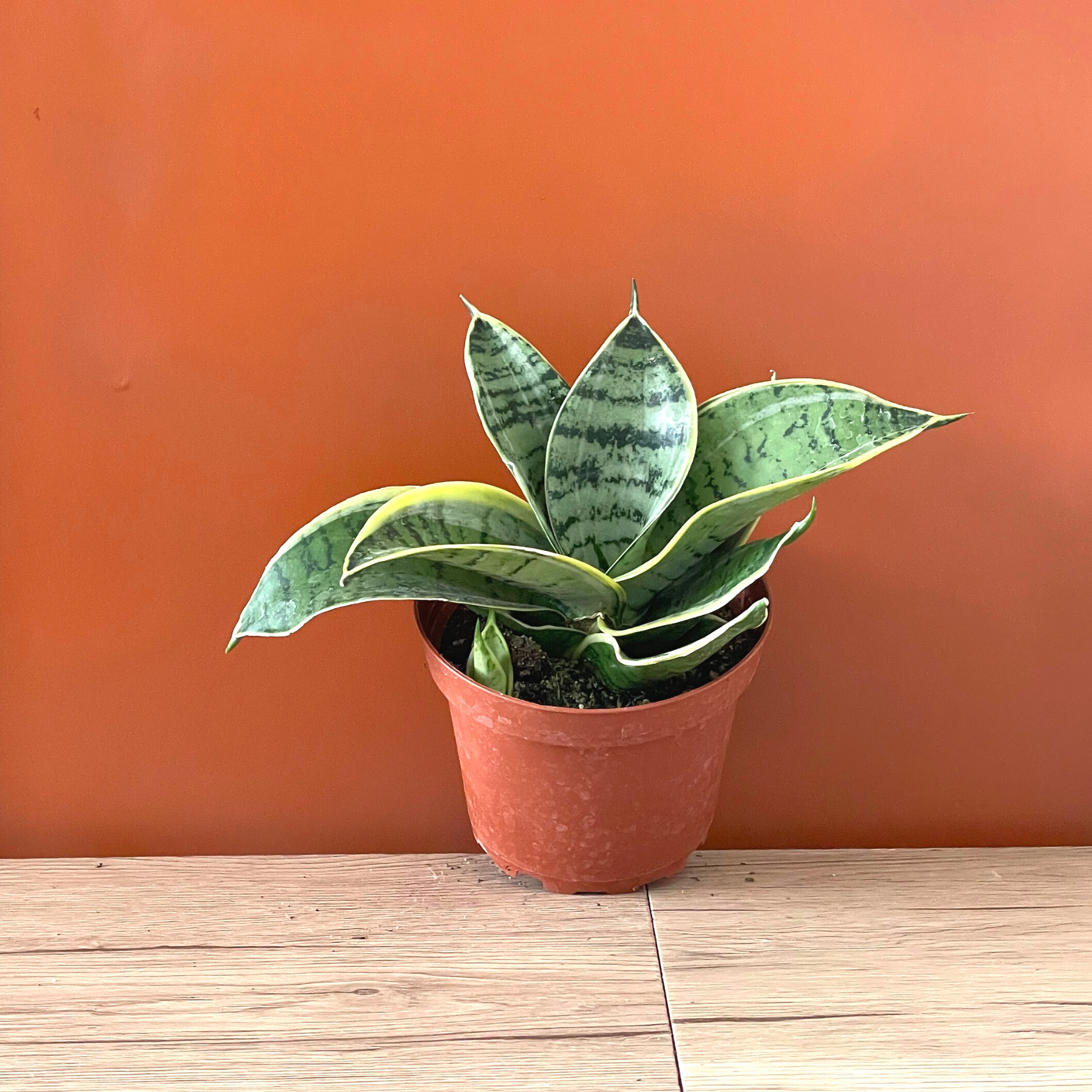 snake plant starlight Sansevieria Hahnii 'Starlight'