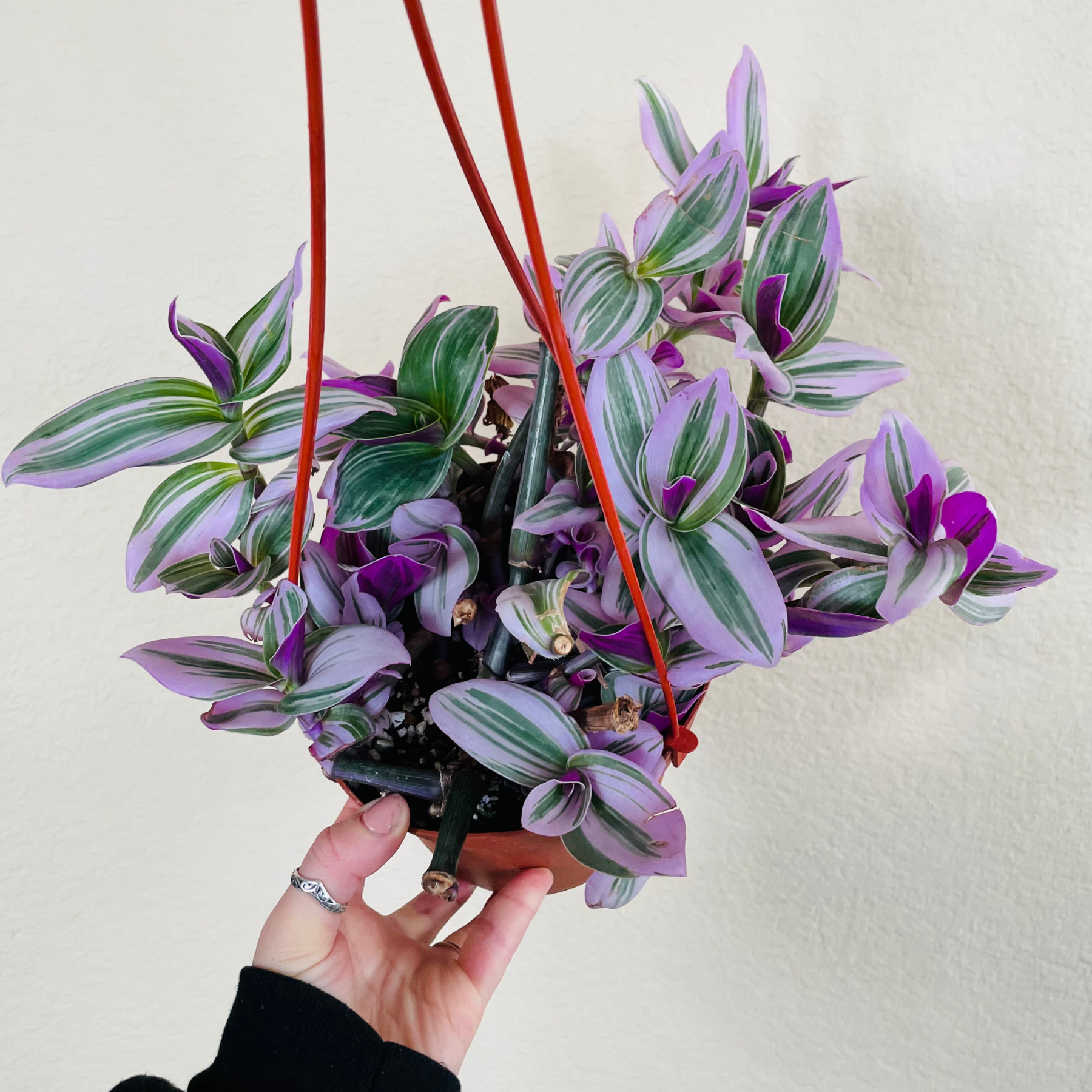 Tradescantia Nanouk