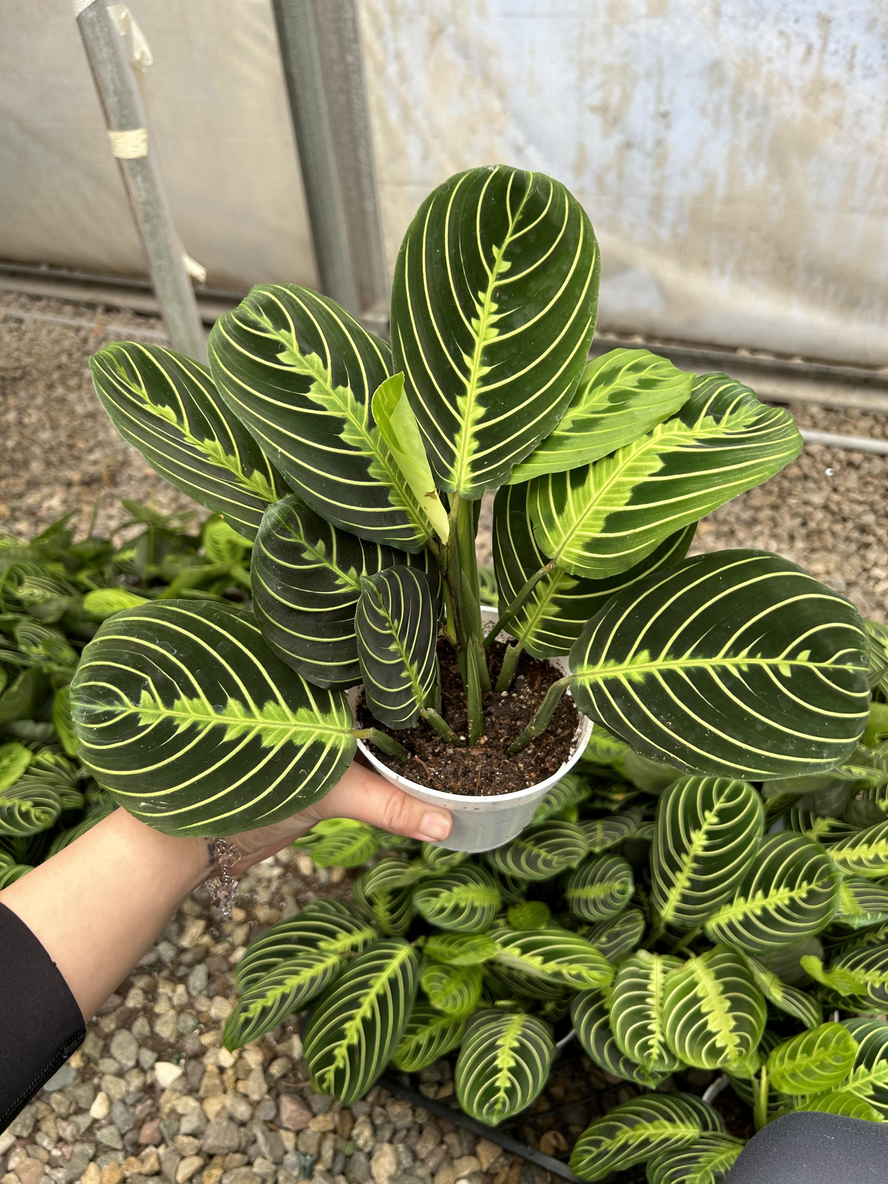 4" lemon lime maranta buy online fig and freya plant shop