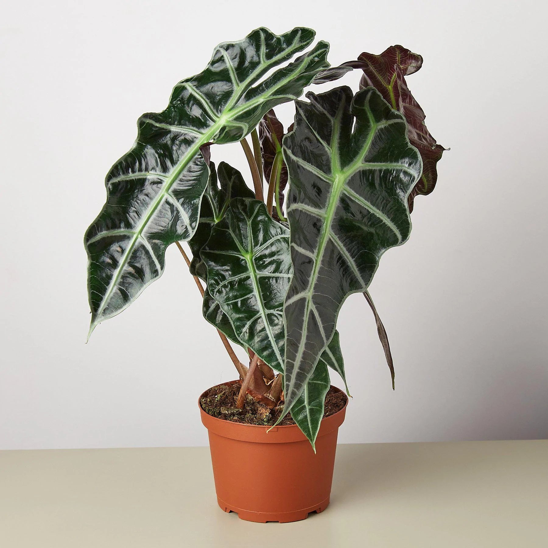 Alocasia Polly 'African Mask' Care Guide